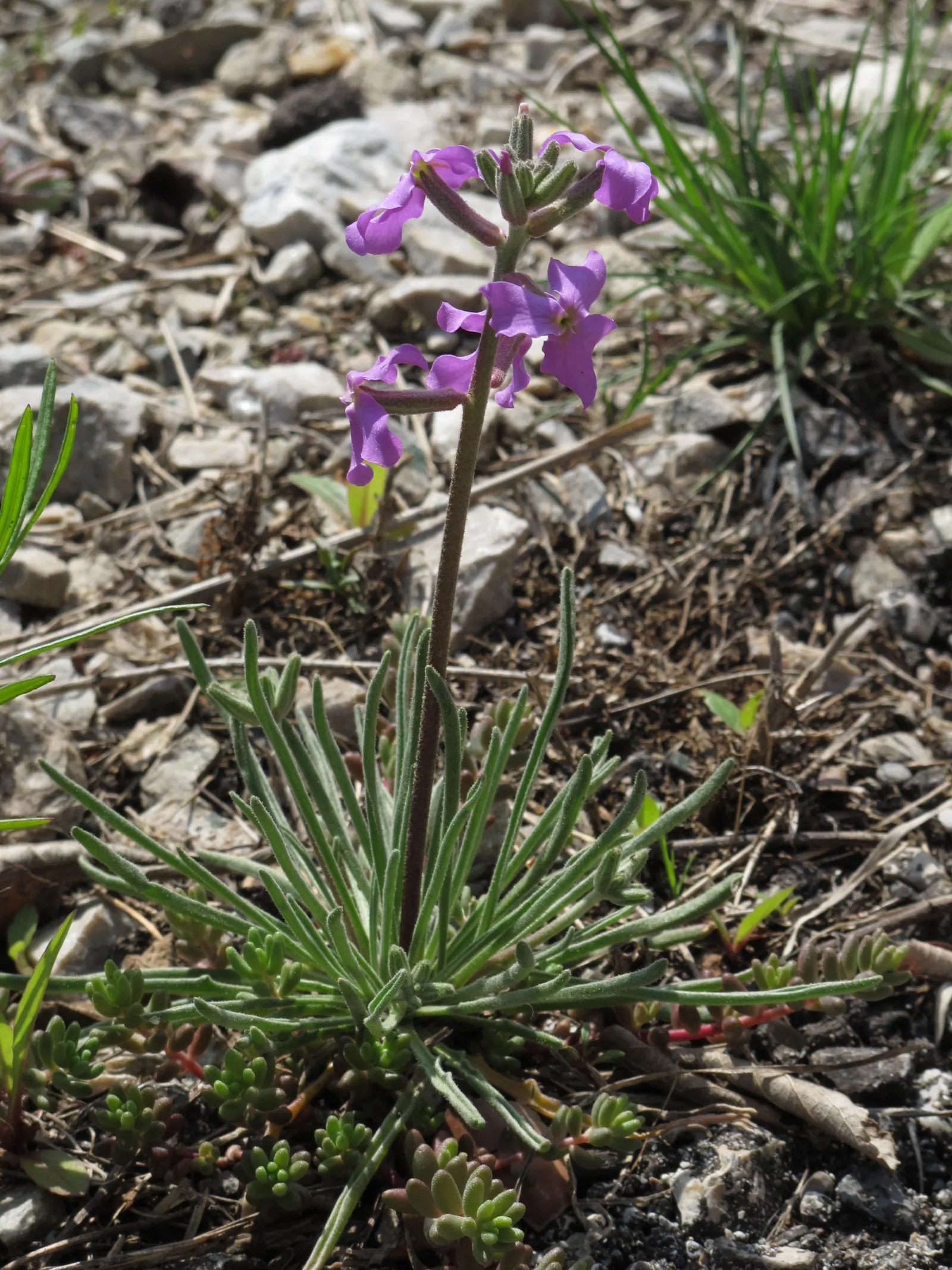 Garden Stock (Matthiola Incana) — Ideal for borders or as a cut flower, it brings an old-fashioned elegance to any garden design; this plant, image 99