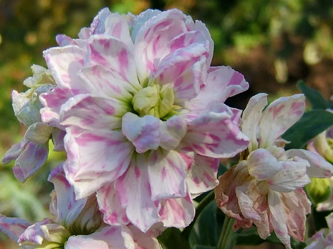 Garden Stock (Matthiola Incana) — Its dense clusters of blossoms, ranging from white to pink and purple, bloom chiefly in spring and summer; annual, image 41