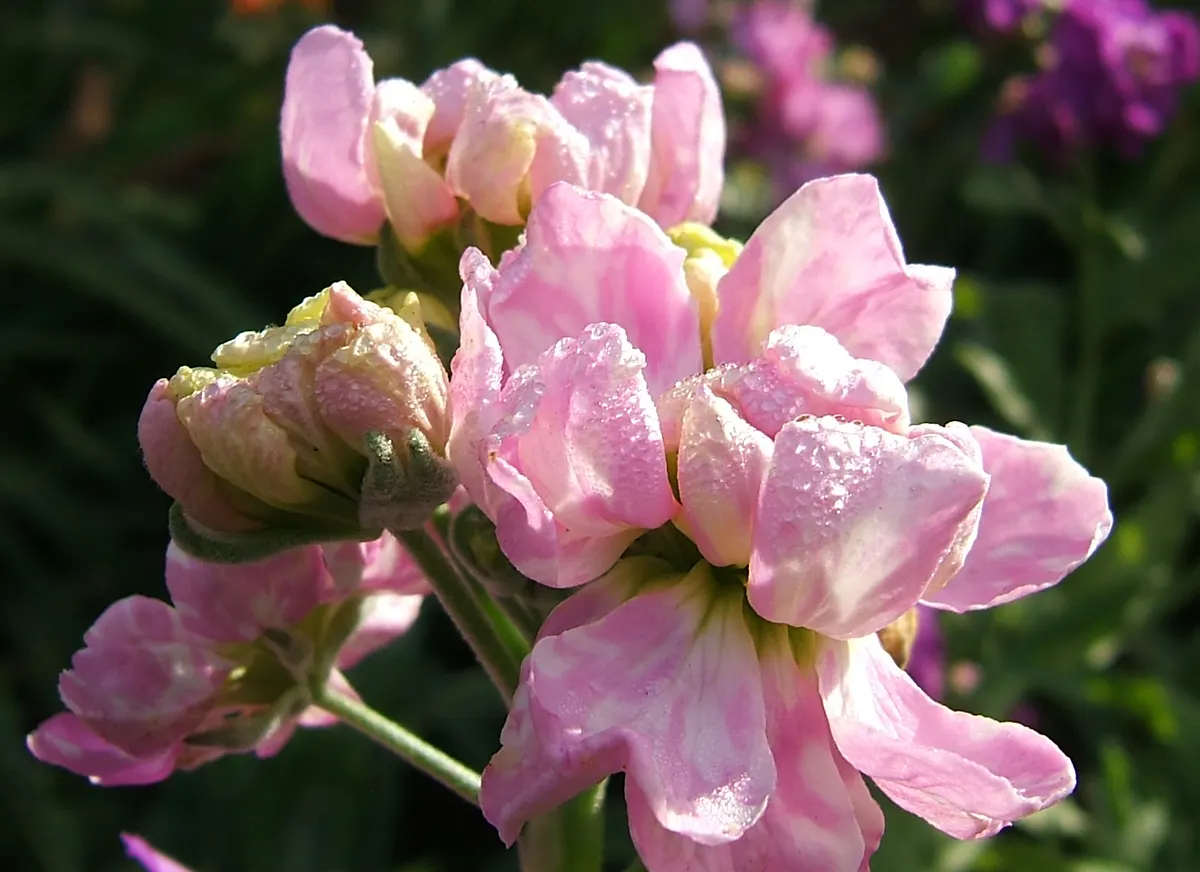 Garden Stock (Matthiola Incana) — scientifically known as Matthiola incana
