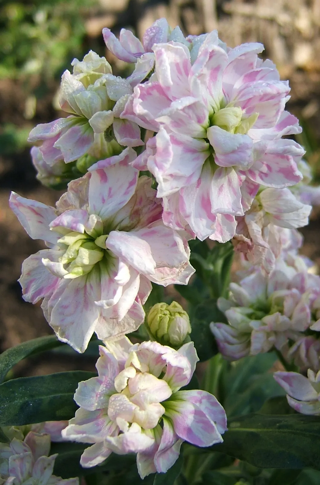 Garden Stock (Matthiola Incana) — This plant typically reaches a height of 12 to 30 inches and can spread 10 to 20 inches; is a charming biennial, image 101