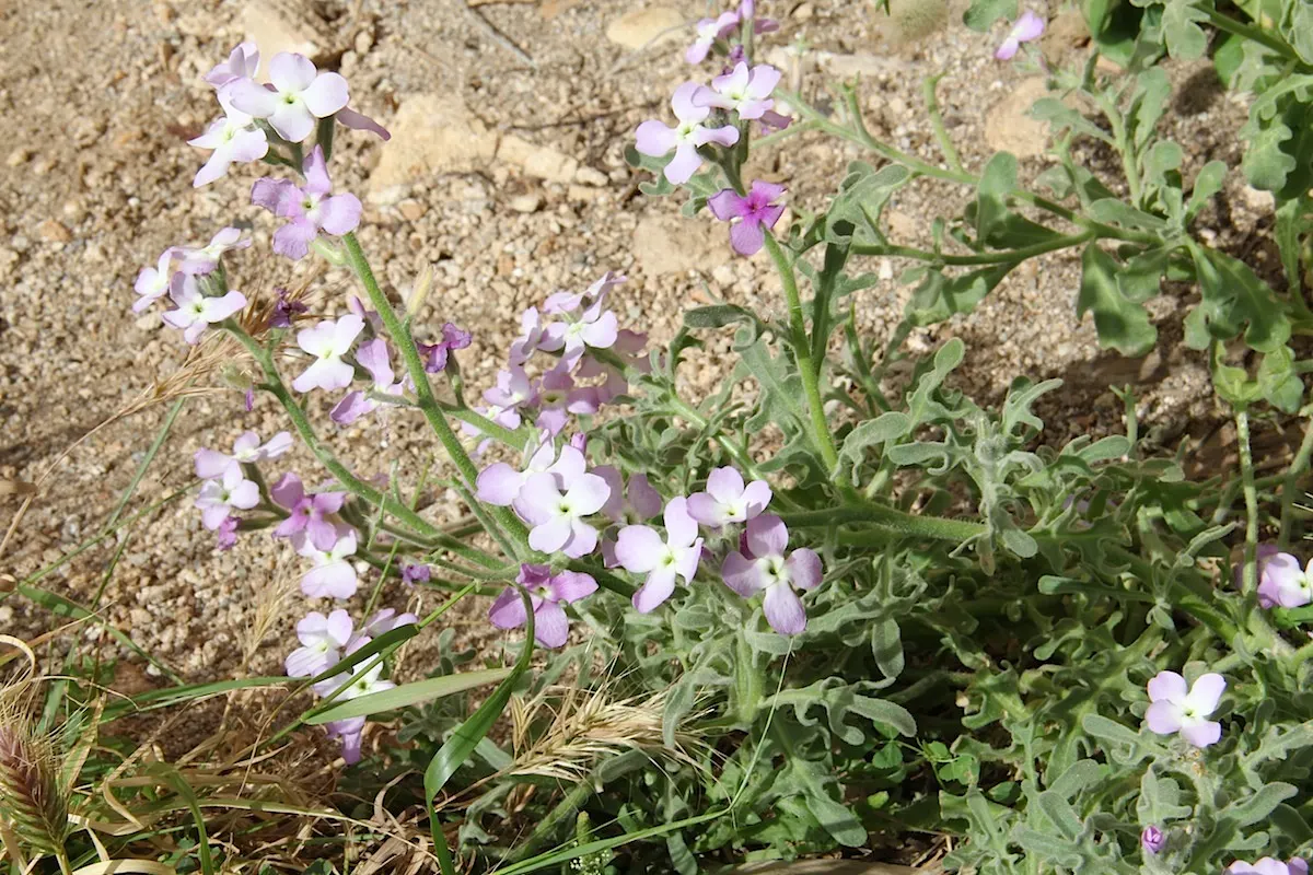 Garden Stock (Matthiola Incana) — pink and red flowers in the garden; typically reaching 1-2.5 feet in height, it flourishes in well-drained soil, image 74