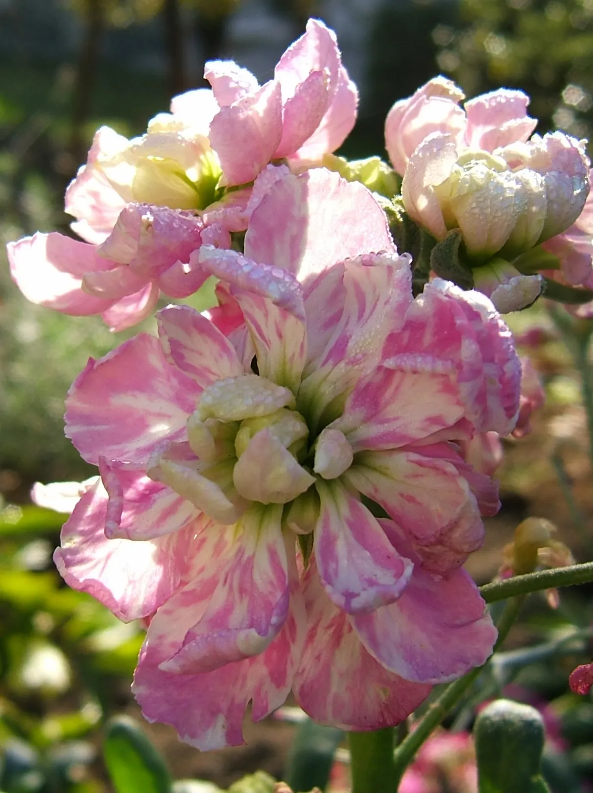 Garden Stock (Matthiola Incana) — Its dense clusters of blossoms, ranging from white to pink and purple, bloom chiefly in spring and summer; annual with pink