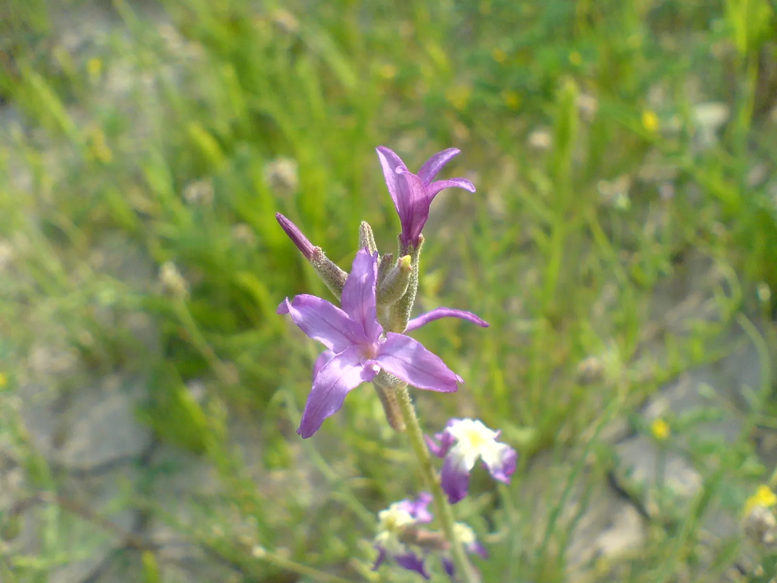 Garden Stock (Matthiola Incana) — they require full sun to light shade