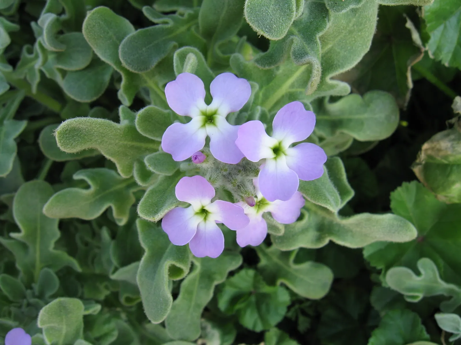 Garden Stock (Matthiola Incana) — can be up to 4 inches long; matthiola incana is more likely to behave as a perennial, image 84