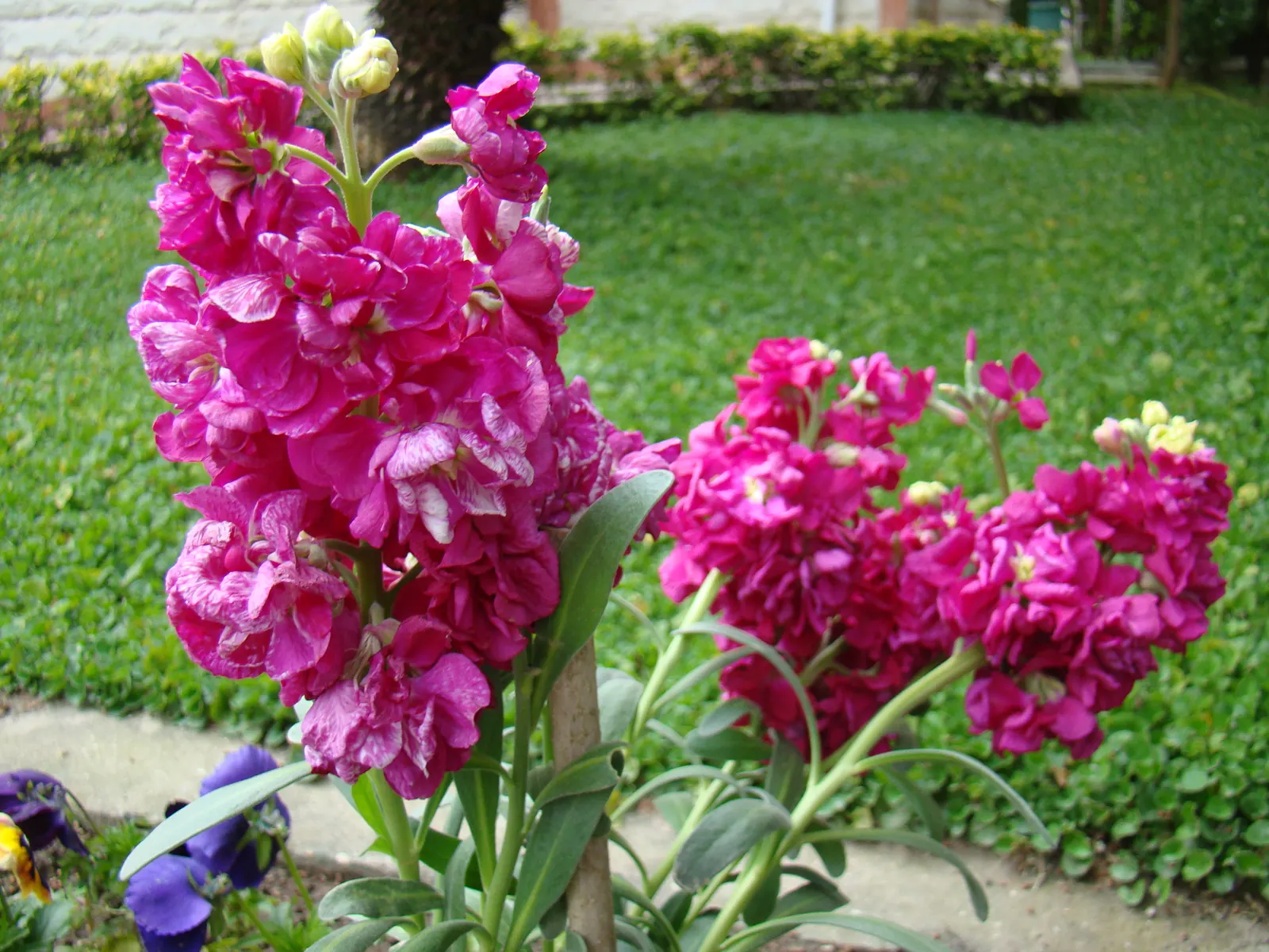 Garden Stock (Matthiola Incana) — Typically reaching 1-2.5 feet in height, it flourishes in well-drained soil and full sun to partial shade; for, image 97