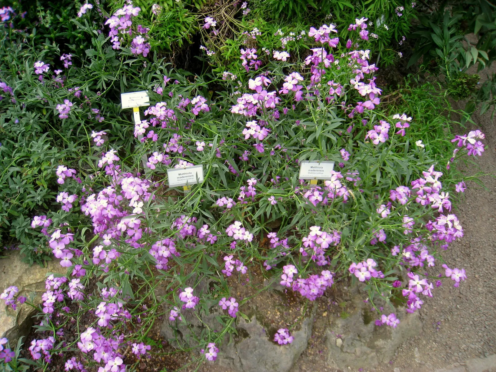 Garden Stock (Matthiola Incana) — is a charming biennial known for its delightful fragrance and profusion of colors; ideal for borders or as a cut flower, it
