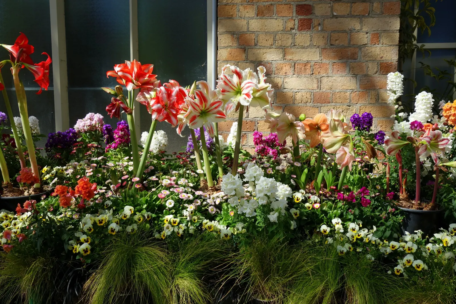 Garden Stock (Matthiola Incana) — It is also a traditional choice for cottage gardens; annual for full or half, image 52