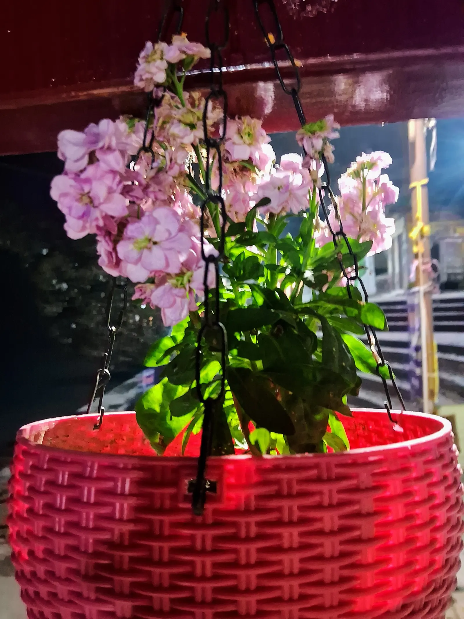 Garden Stock (Matthiola Incana) — annual with pink and red blooms; offering a subtle backdrop to the vivid spires of densely clustered flowers, image 56