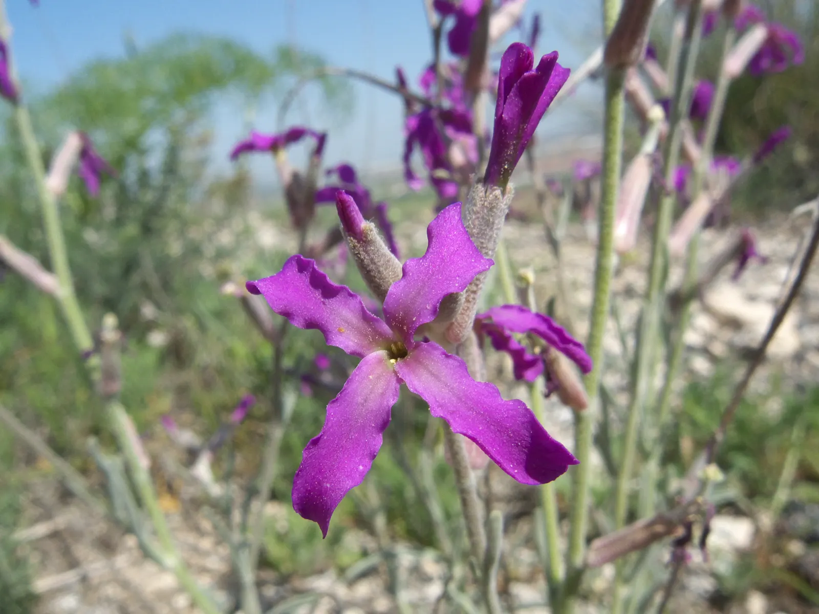 Garden Stock (Matthiola Incana) — Ideal for borders or as a cut flower, it brings an old-fashioned elegance to any garden design