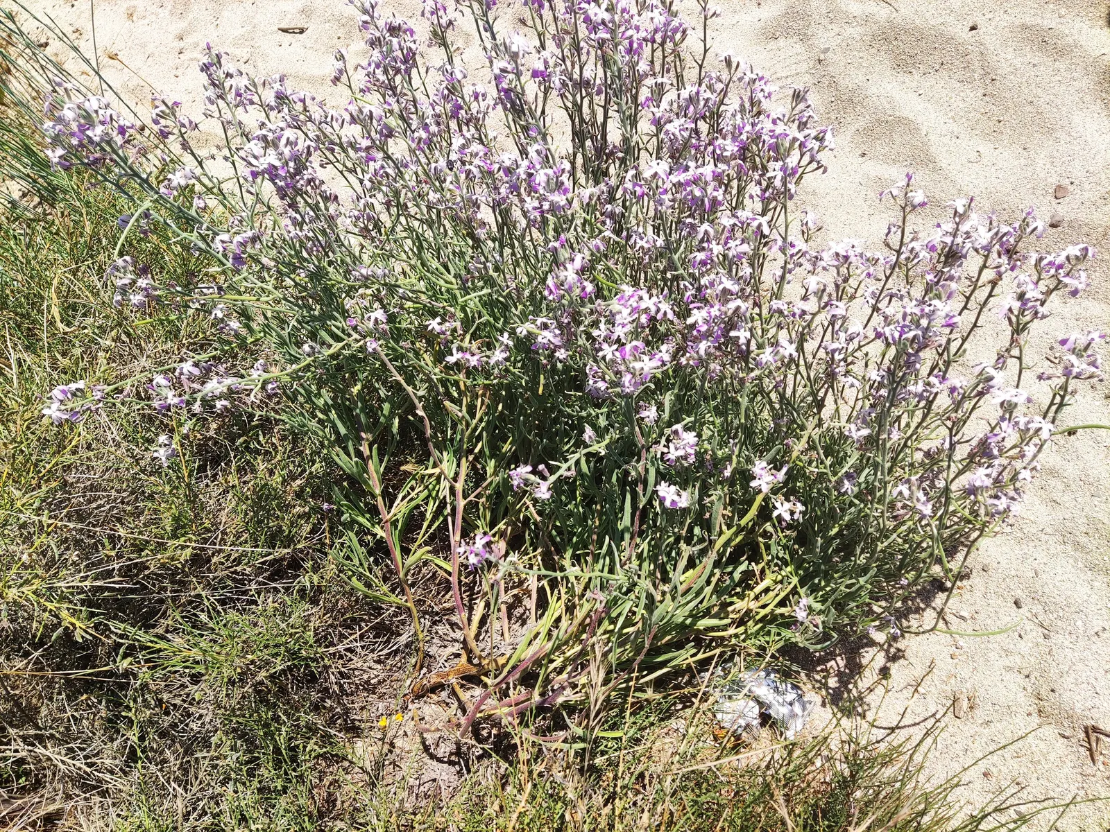 Garden Stock (Matthiola Incana) — Typically reaching 1-2.5 feet in height, it flourishes in well-drained soil and full sun to partial shade; for, image 59