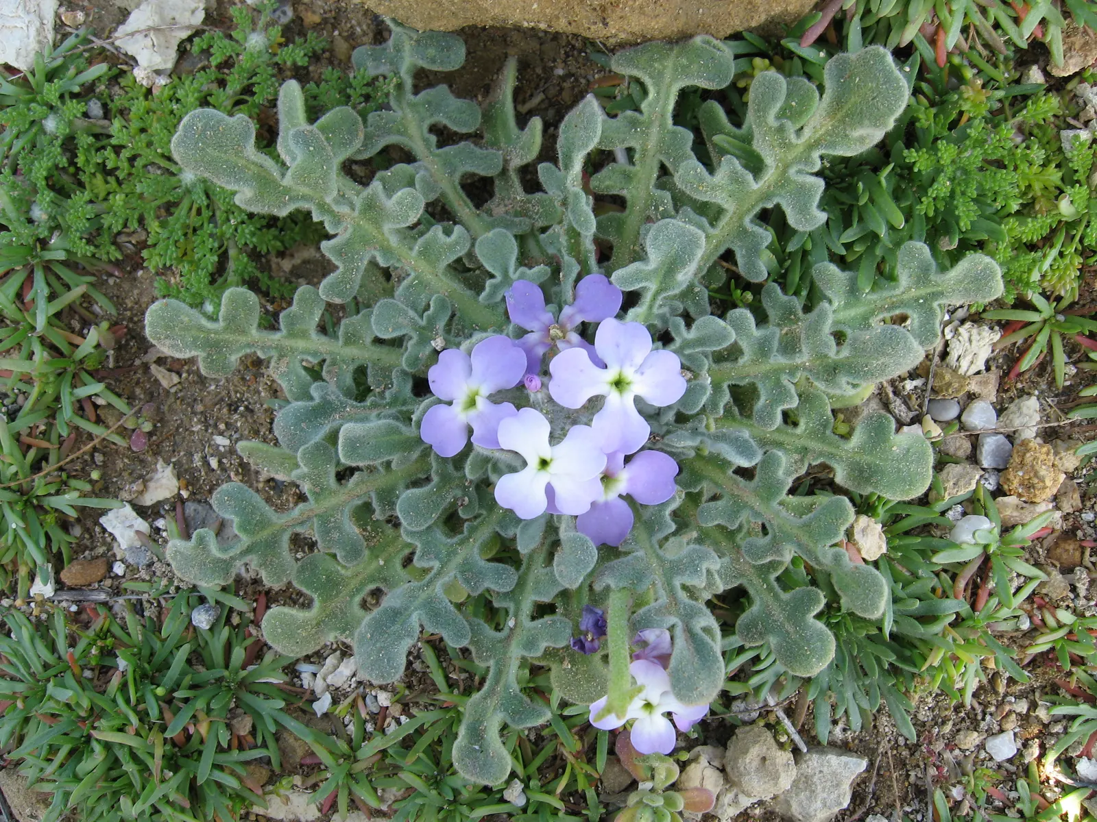 Garden Stock (Matthiola Incana) — Matthiola incana is more likely to behave as a perennial; which grow in a grayish-green hue, image 91