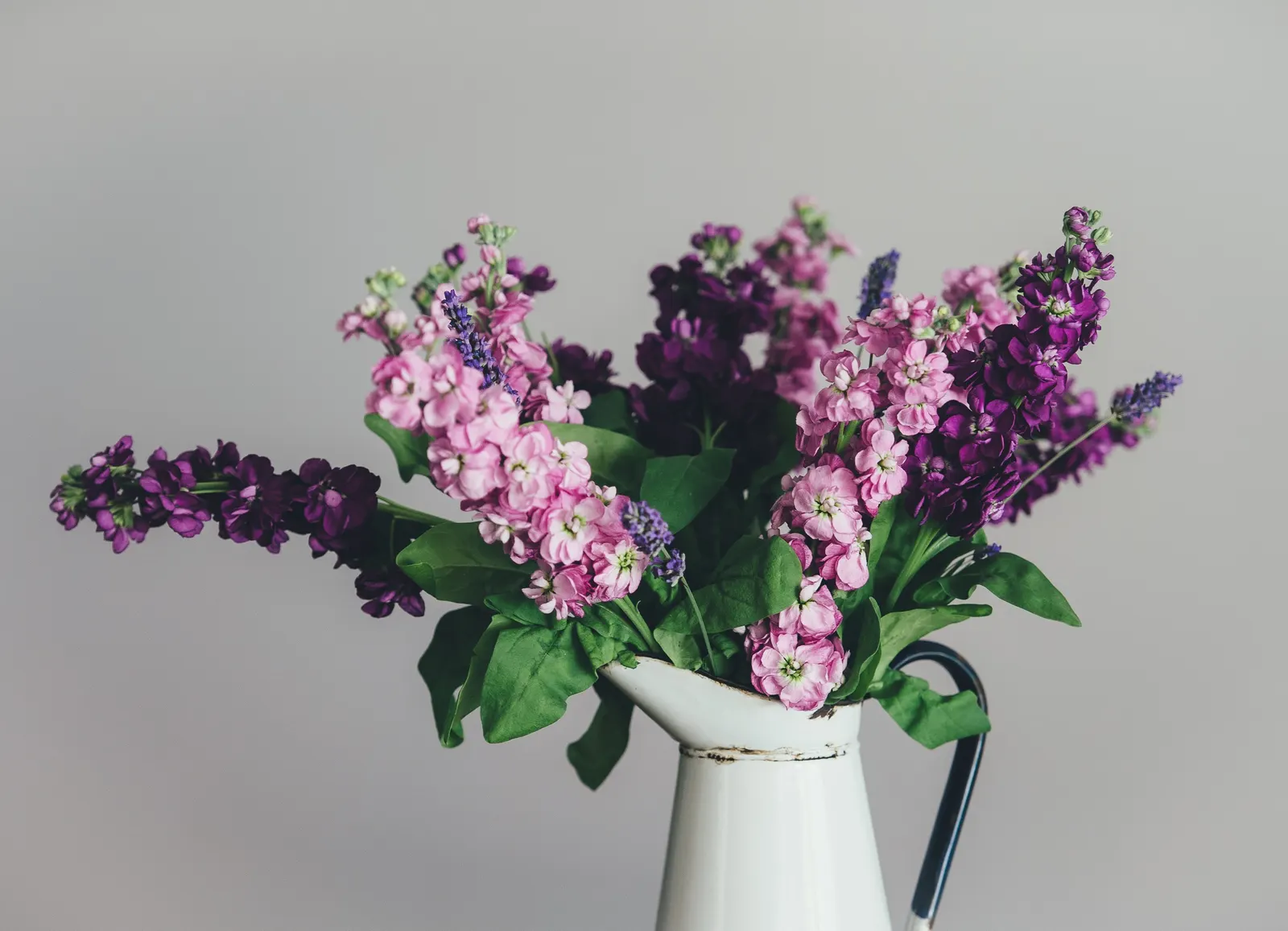 Garden Stock (Matthiola Incana) — For optimal growth and bloom; pink and red flowers in the garden, image 68