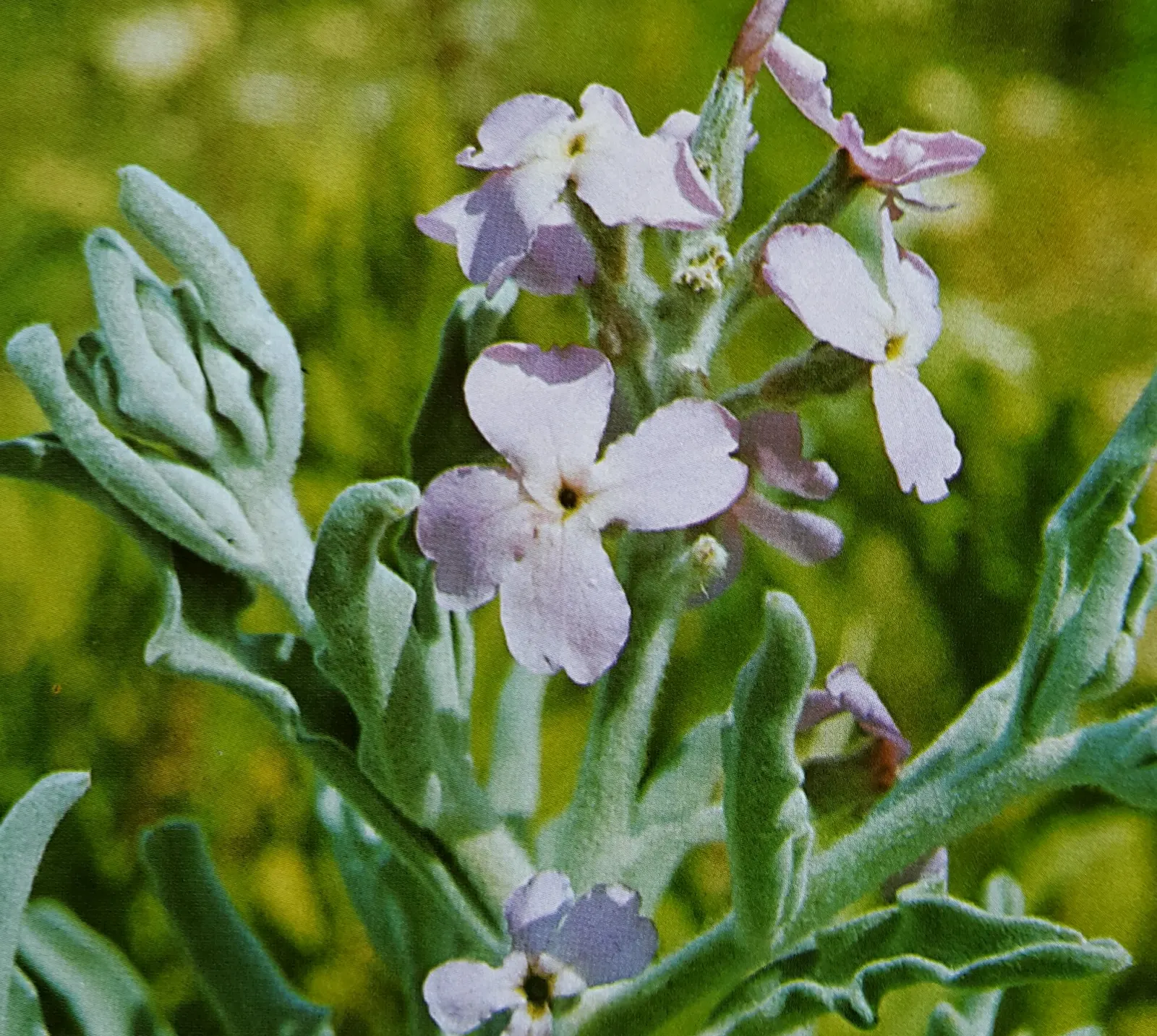 Garden Stock (Matthiola Incana) — Ideal for borders or as a cut flower, it brings an old-fashioned elegance to any garden design; this plant typically reaches
