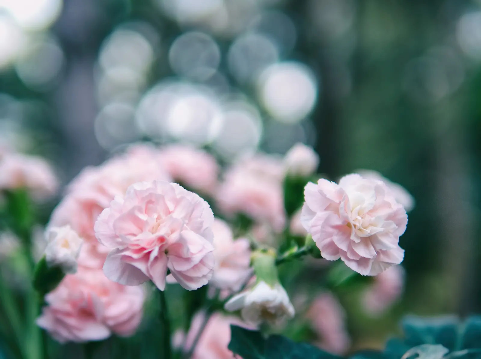 Garden Stock (Matthiola Incana) — For optimal growth and bloom