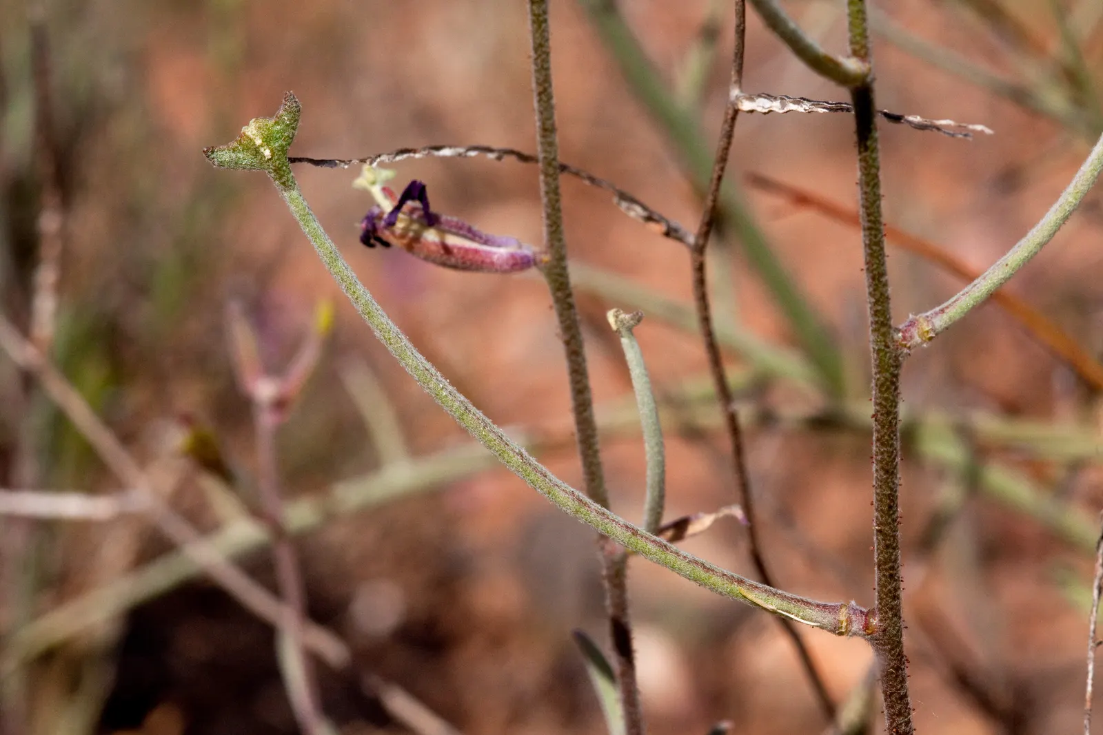 Garden Stock (Matthiola Incana) — Typically reaching 1-2.5 feet in height, it flourishes in well-drained soil and full sun to partial shade; for, image 40