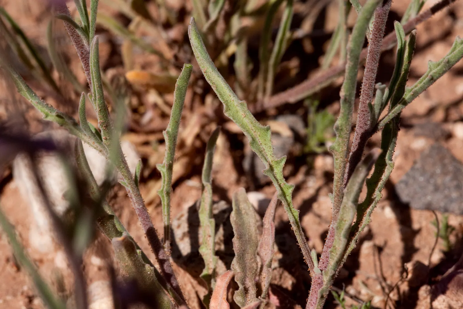 Garden Stock (Matthiola Incana) — which grow in a grayish-green hue; can be up to 4 inches long, image 102
