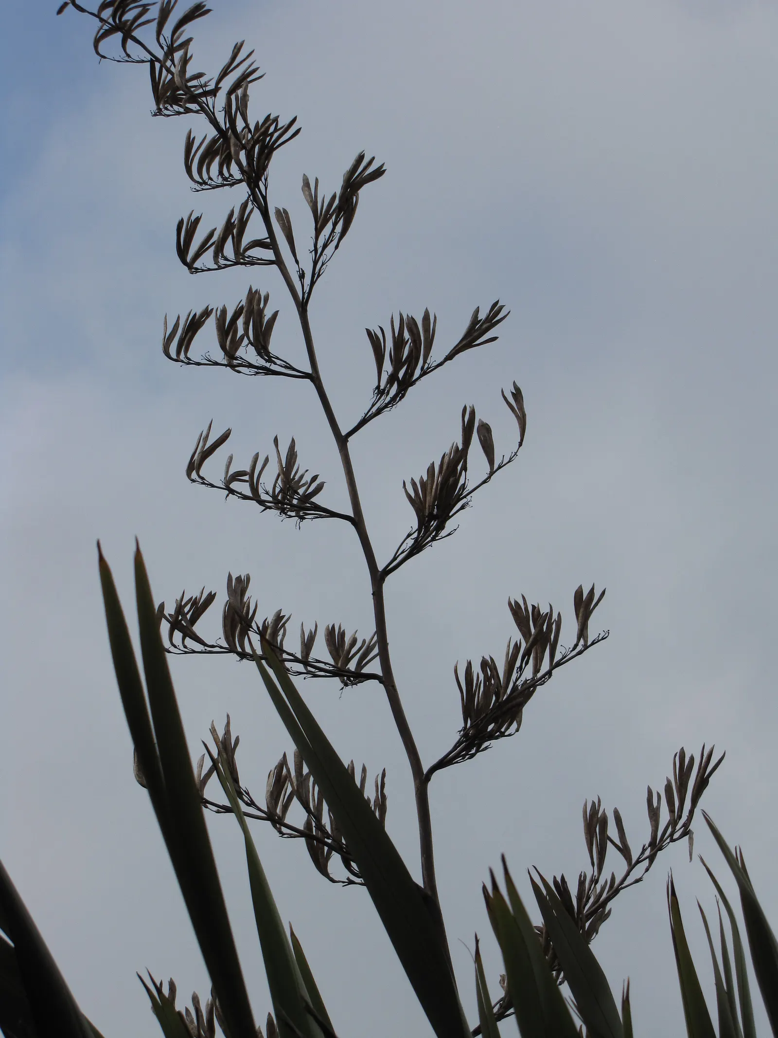 New Zealand Flax (Phormium Tenax 'Lancer') — New Zealand Flax 'Lancer' (Phormium tenax) is an evergreen perennial boasting striking