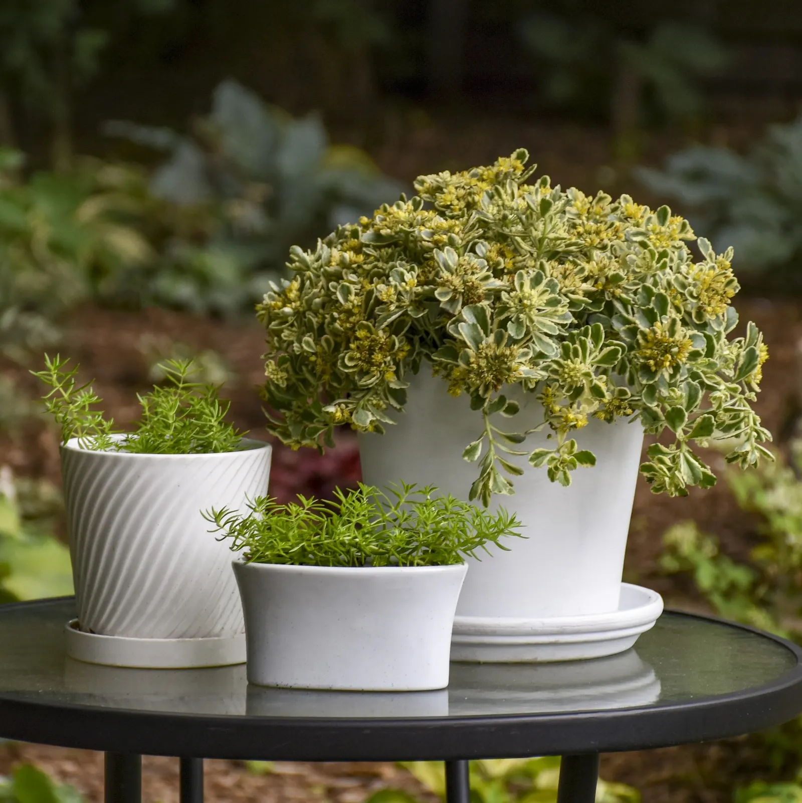 'Boogie Woogie' Stonecrop (Sedum hybrid) — It matures at 6-8 inches tall and spreads 16-18 inches wide