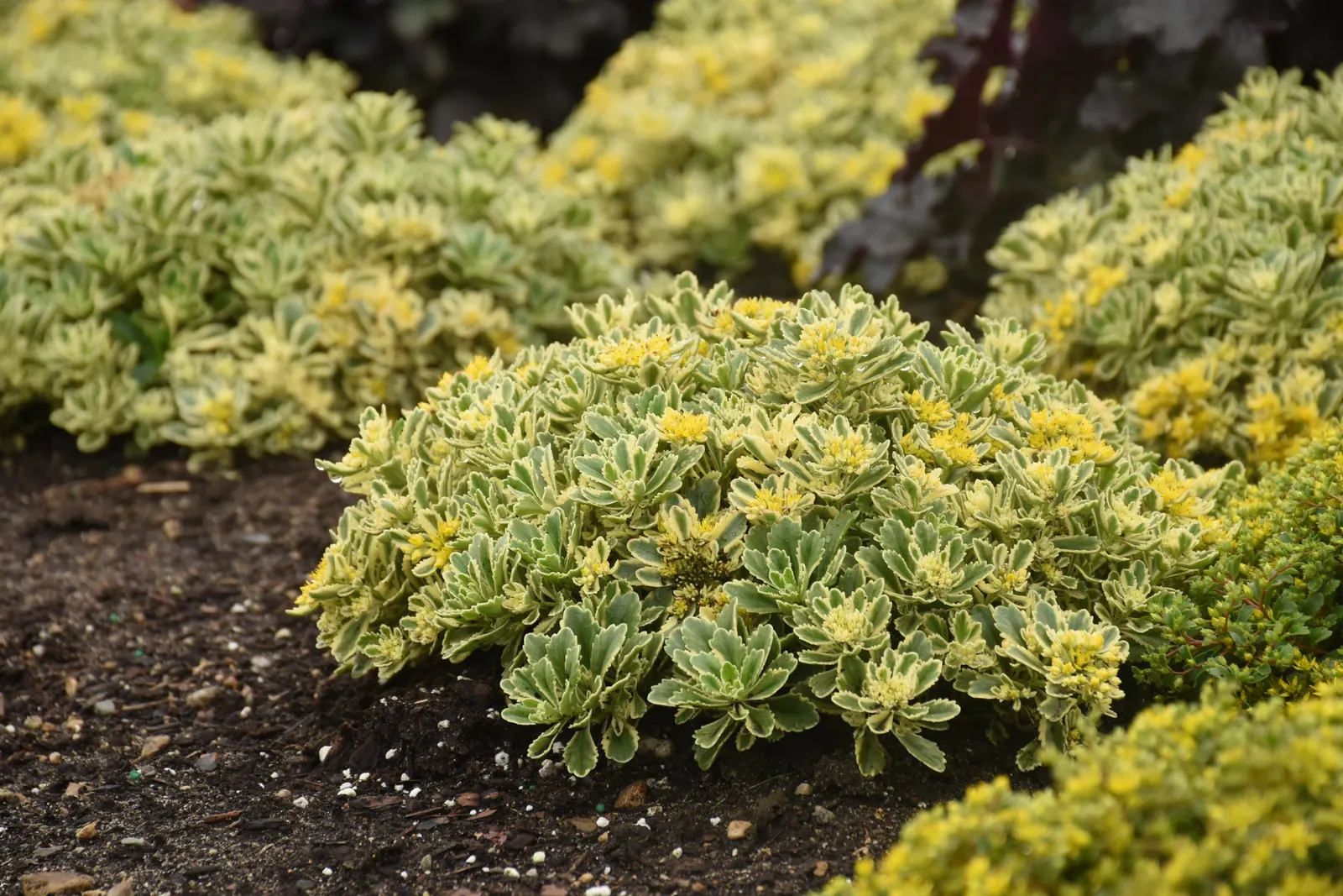 'Boogie Woogie' Stonecrop (Sedum hybrid) — luminous texture to sunny plantings