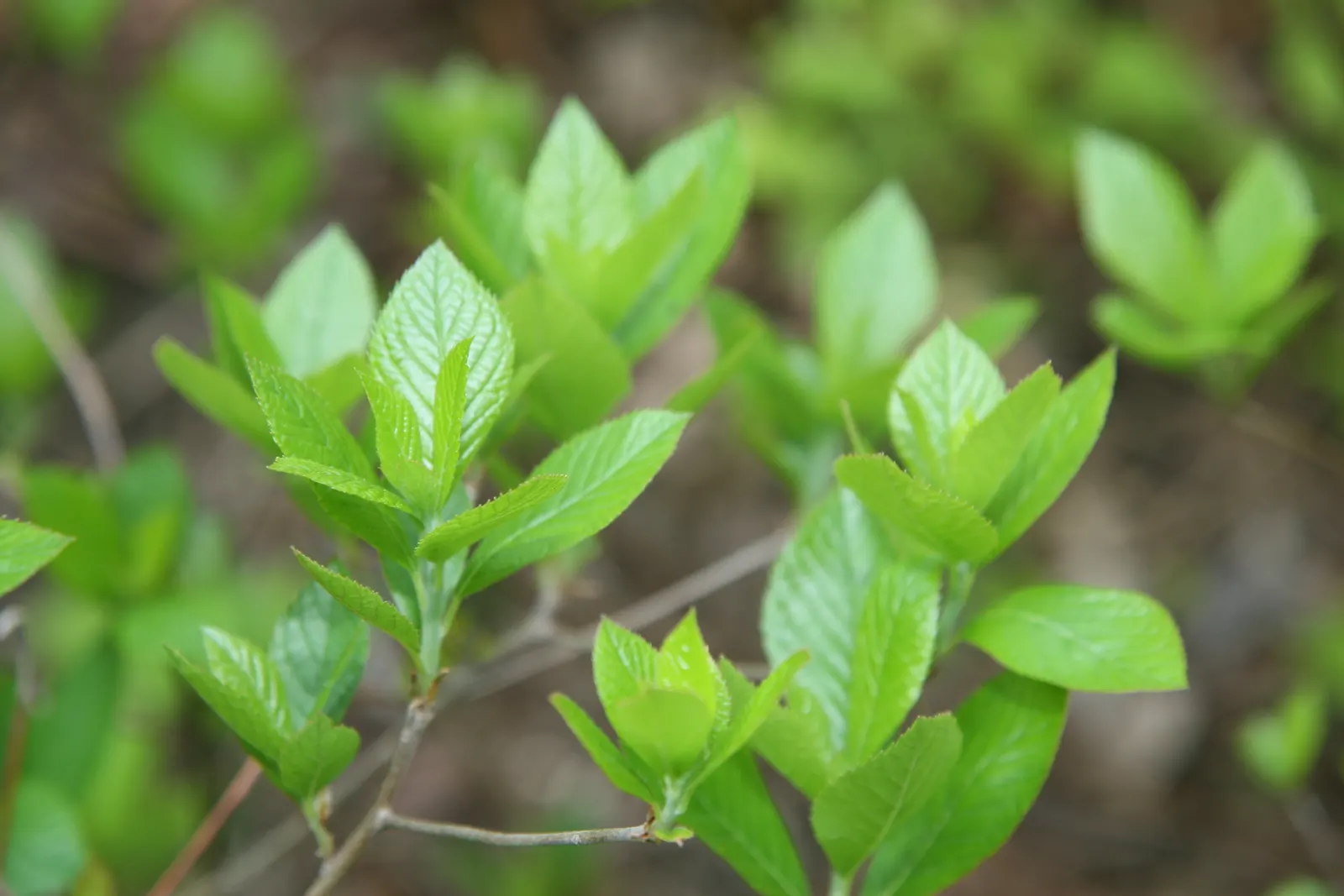 Densa Inkberry Holly (Ilex Glabra 'Densa') — is an evergreen shrub prized for its dense