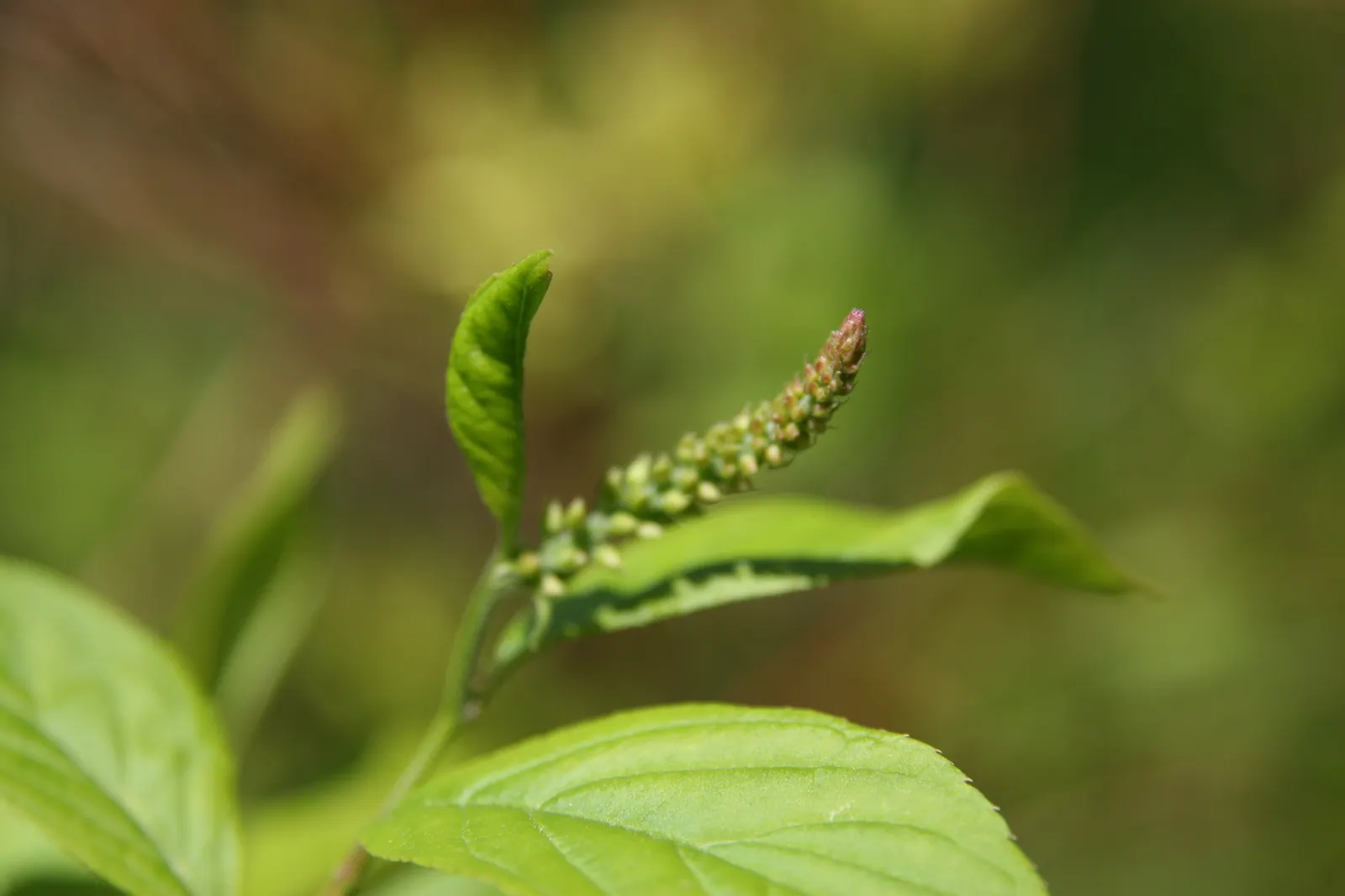 Densa Inkberry Holly (Ilex Glabra 'Densa') — commonly known as Densa Inkberry Holly