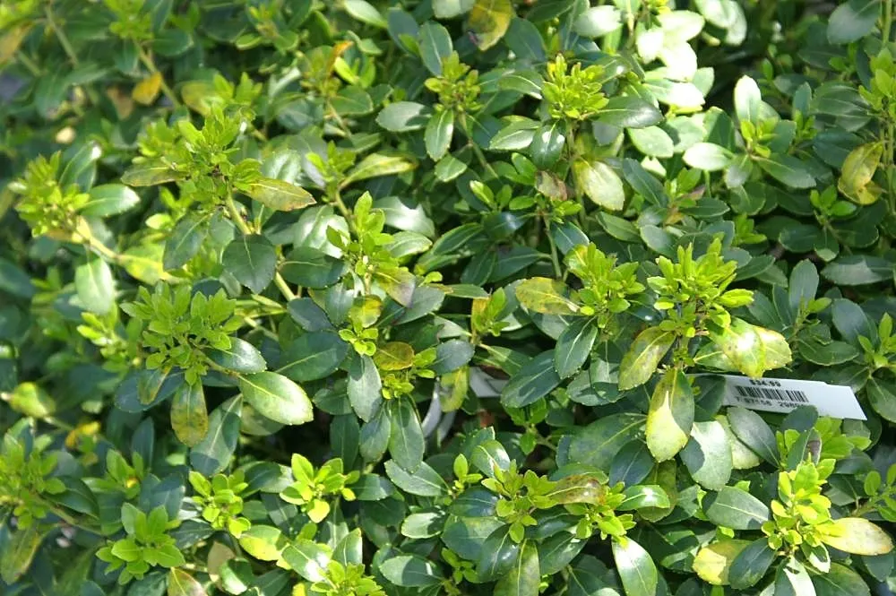 Densa Inkberry Holly (Ilex Glabra 'Densa') — Its glossy, dark green leaves and black berries provide year-round interest