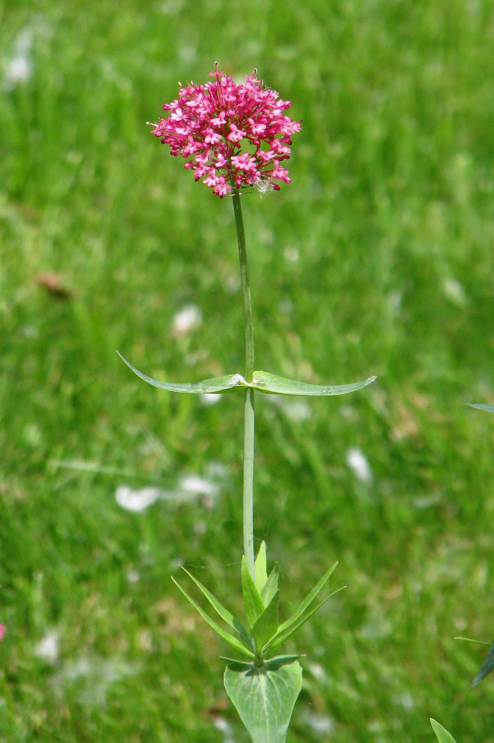 Jupiter's Beard, Red Valerian (Centranthus Ruber) — commonly known as Jupiter's Beard or Red Valerian
