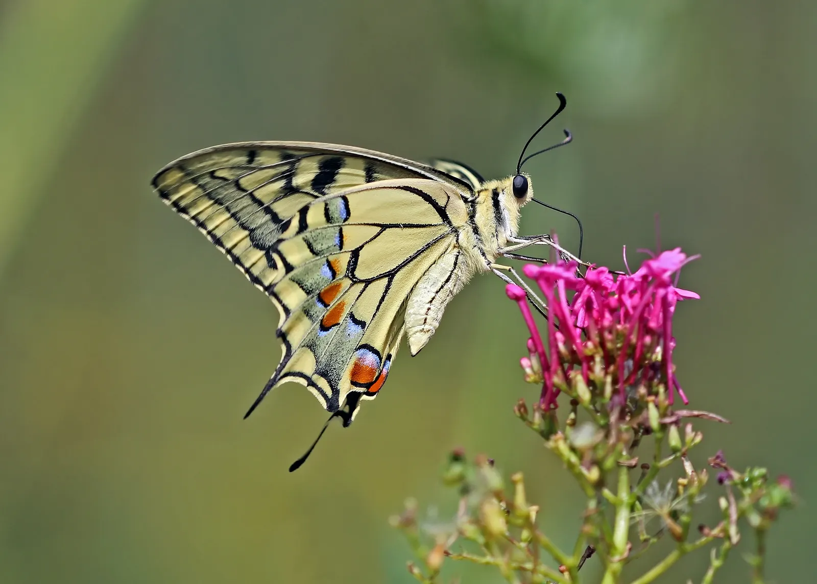 Jupiter's Beard, Red Valerian (Centranthus Ruber) — although it prefers well-draining ground.<br><br>Flowering from late spring into fall; red, image 72