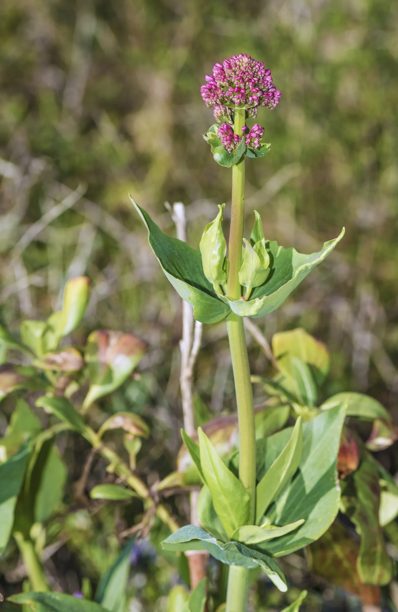 Jupiter's Beard, Red Valerian (Centranthus Ruber) — commonly known as Jupiter's Beard or Red Valerian; this sun-loving plant tolerates poor soil and drought