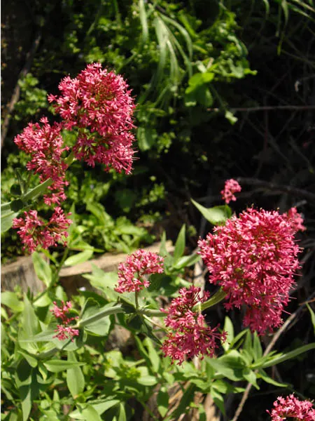 Jupiter's Beard, Red Valerian (Centranthus Ruber) — which enables Jupiter's Beard to naturalize and fill out spaces; this sun-loving plant, image 105
