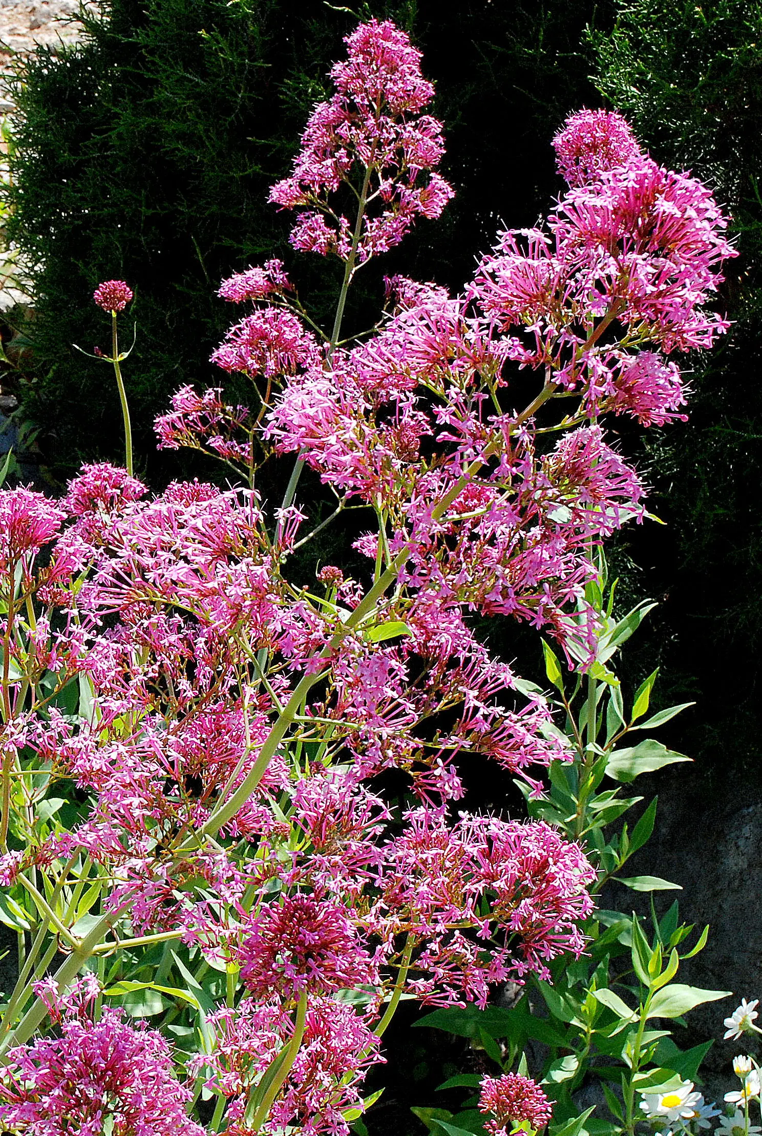 Jupiter's Beard, Red Valerian (Centranthus Ruber) — although it prefers well-draining ground.<br><br>Flowering from late spring into fall; red Valerian is an