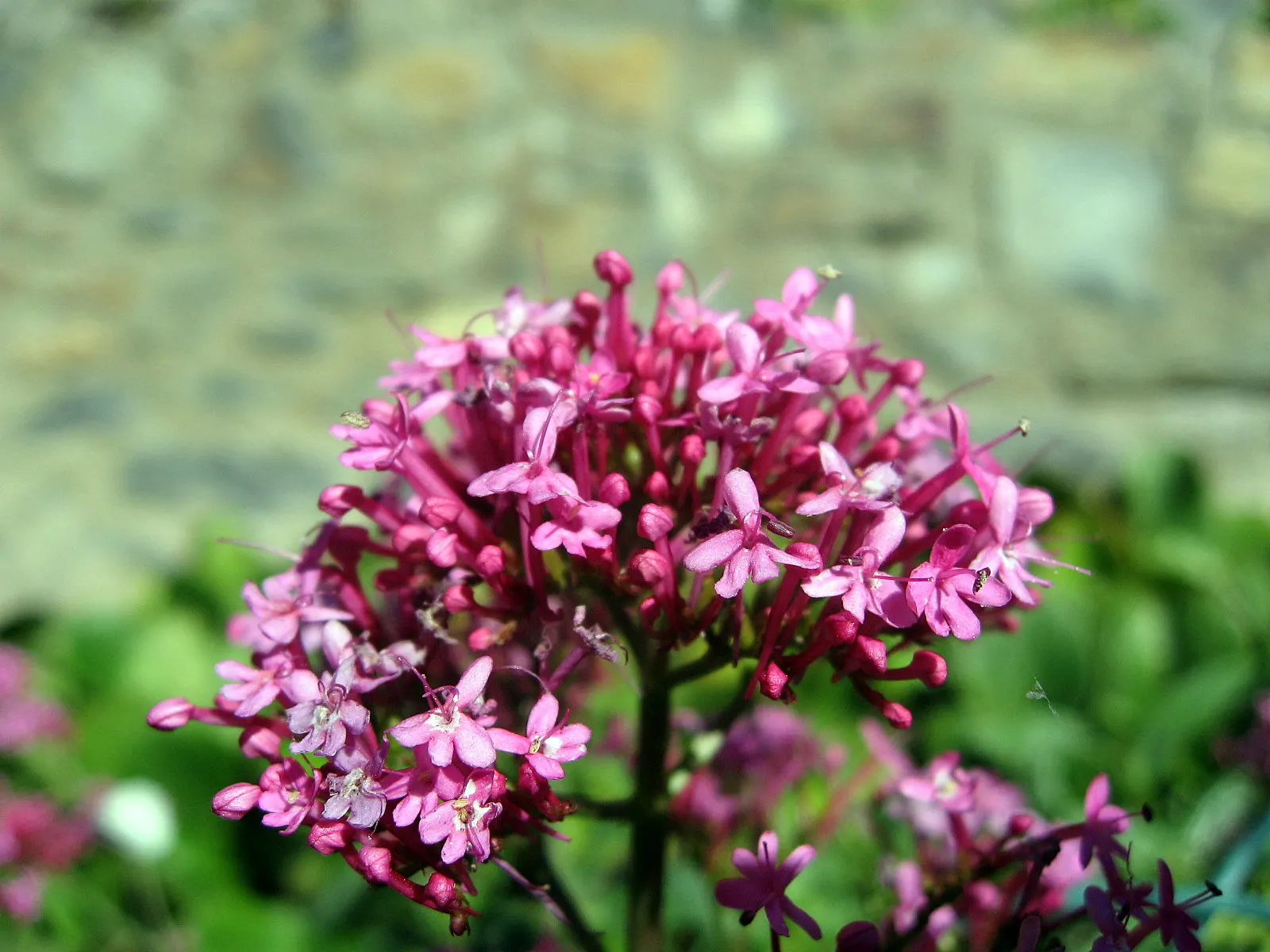 Jupiter's Beard, Red Valerian (Centranthus Ruber) — This sun-loving plant tolerates poor soil and drought, making it ideal for rock gardens and, image 116