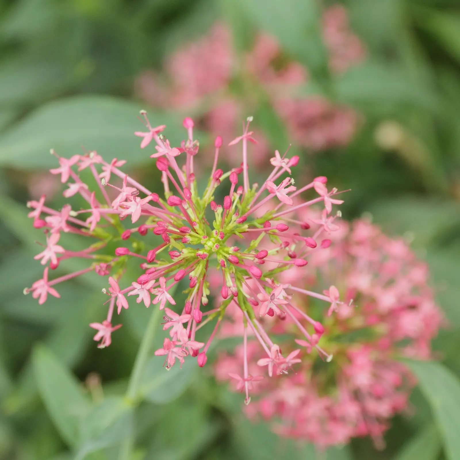 Jupiter's Beard, Red Valerian (Centranthus Ruber) — Regular deadheading can help control its spread and prolong the blooming period; it can, image 79