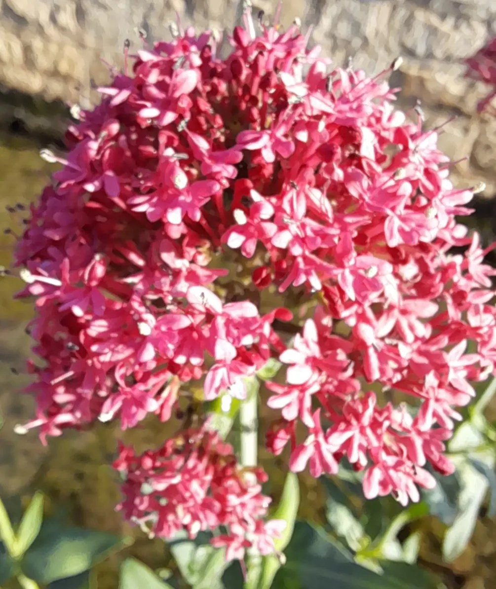 Jupiter's Beard, Red Valerian (Centranthus Ruber) — Deer-resistant and attracts pollinators; the plant itself stands tall at about 2 to 3 feet in, image 62