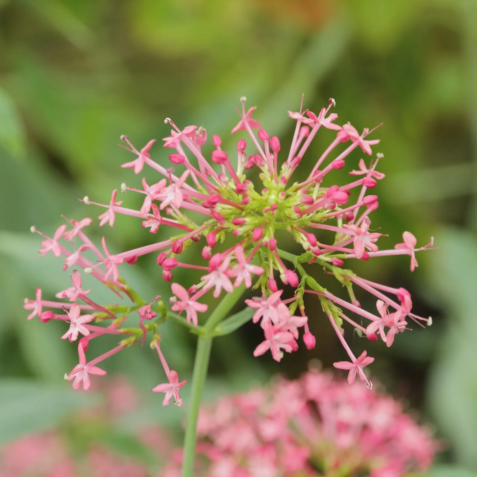 Jupiter's Beard, Red Valerian (Centranthus Ruber) — is a vibrant perennial plant that lends a splash of color to any garden