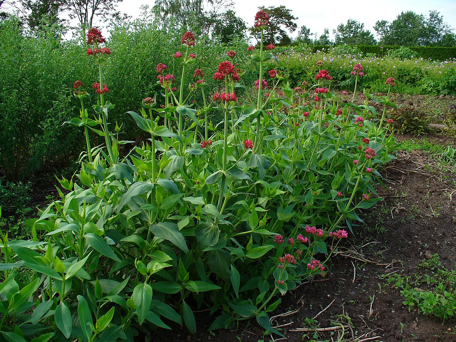 Jupiter's Beard, Red Valerian (Centranthus Ruber) — this hardy plant thrives in a range of conditions; the plant itself stands tall at about 2 to 3, image 126