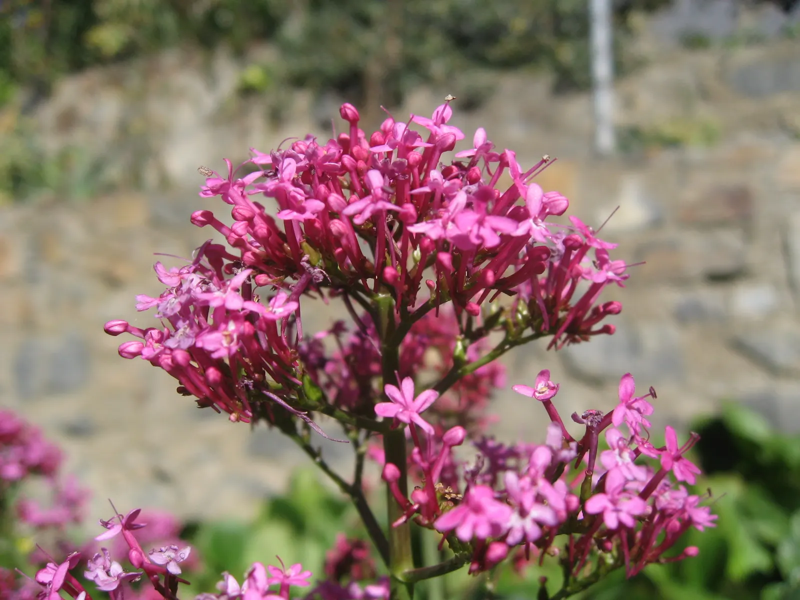 Jupiter's Beard, Red Valerian (Centranthus Ruber) — creating a cottage garden effect; the plant itself stands tall at about 2 to 3 feet in height, image 106