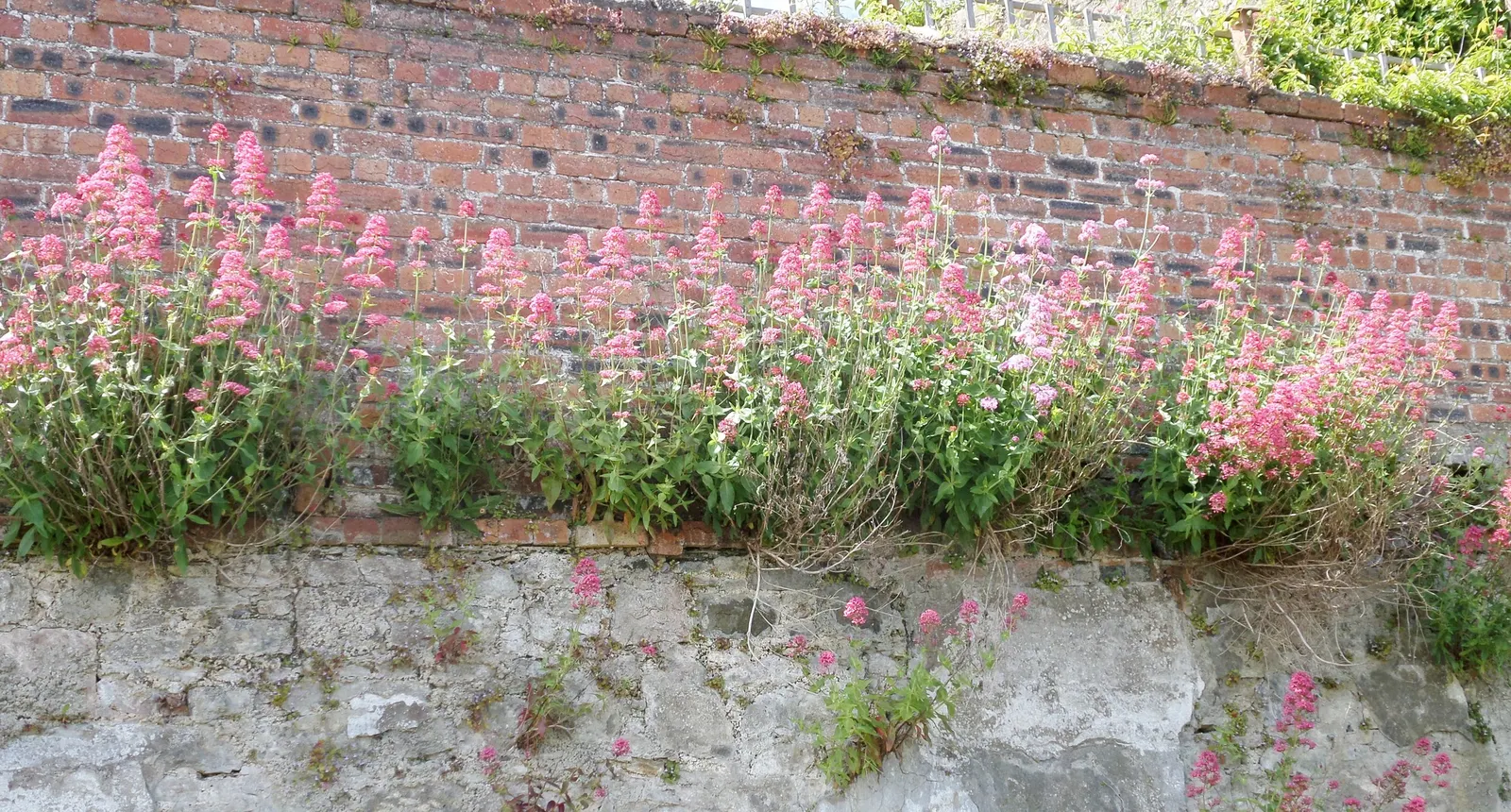 Jupiter's Beard, Red Valerian (Centranthus Ruber) — The plant itself stands tall at about 2 to 3 feet in height; it can tolerate drought and is, image 67