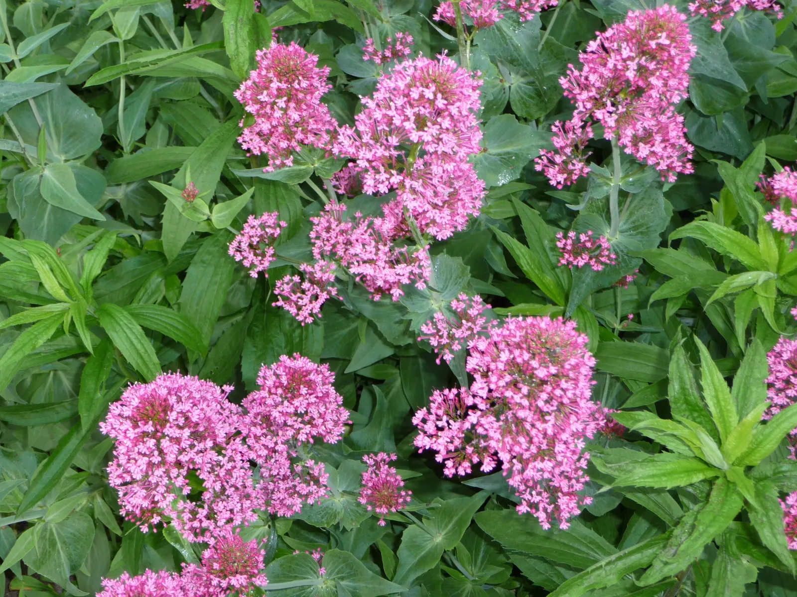 Jupiter's Beard, Red Valerian (Centranthus Ruber) — Deadhead for prolonged summer bloom; this sun-loving plant tolerates poor soil and drought, image 61