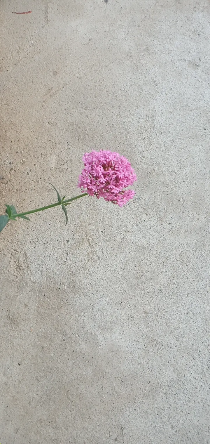 Jupiter's Beard, Red Valerian (Centranthus Ruber) — Deer-resistant and attracts pollinators; the plant itself stands tall at about 2 to 3 feet in height