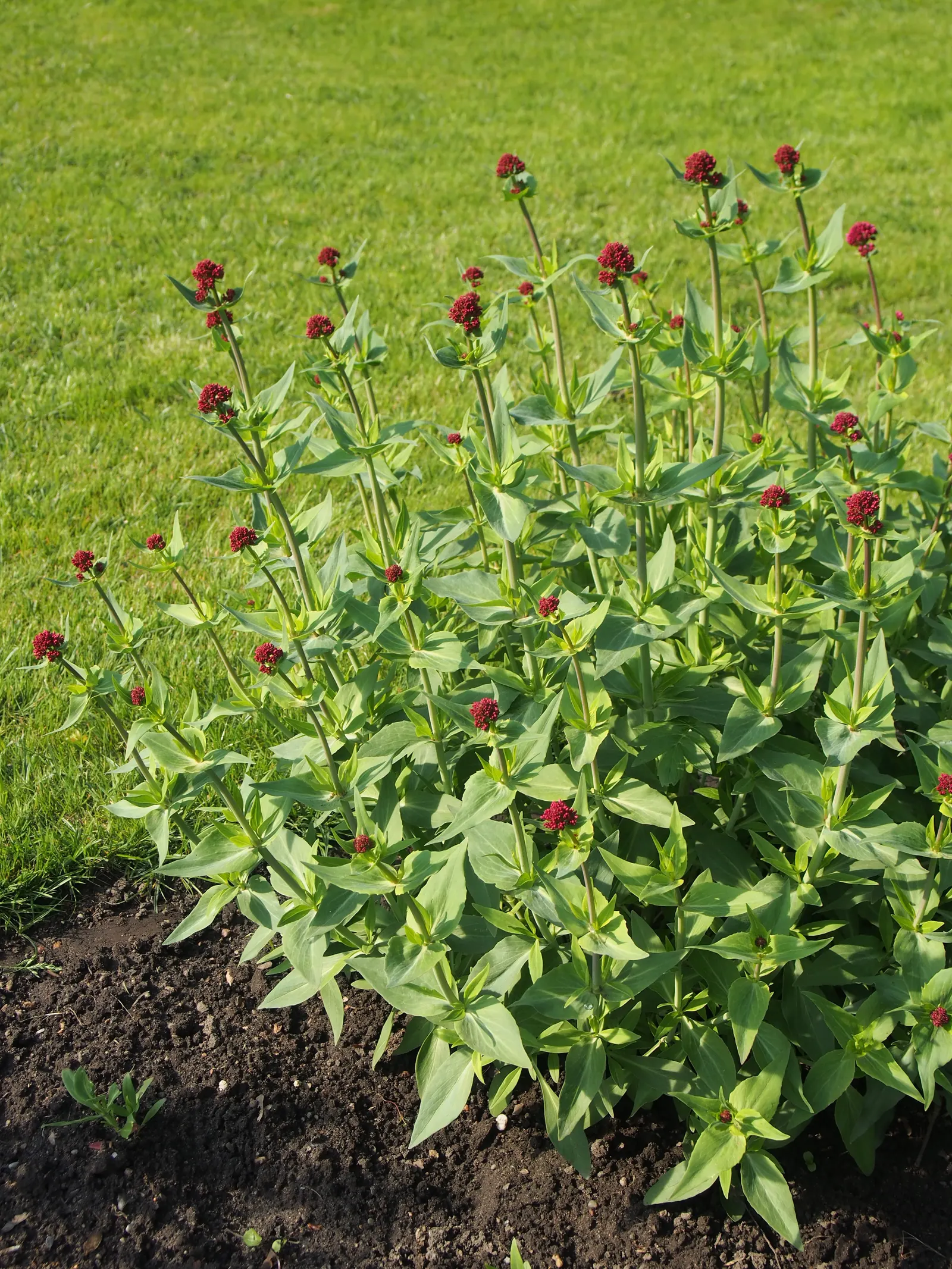 Jupiter's Beard, Red Valerian (Centranthus Ruber) — It can tolerate drought and is reasonably resistant to deer and rabbits; the plant itself stands tall at