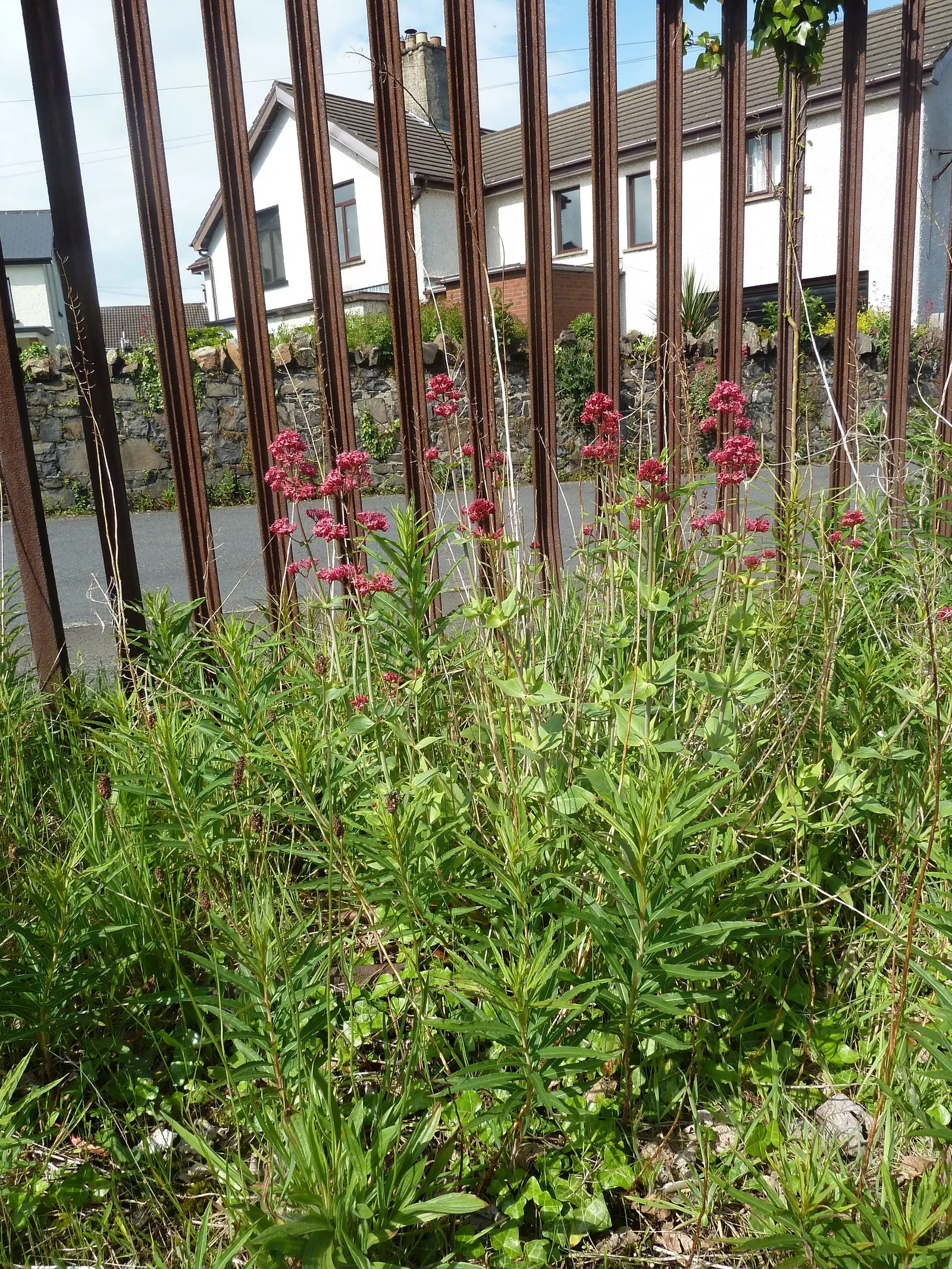 Jupiter's Beard, Red Valerian (Centranthus Ruber) — star-shaped flowers which predominantly display hues of crimson; this sun-loving plant, image 65
