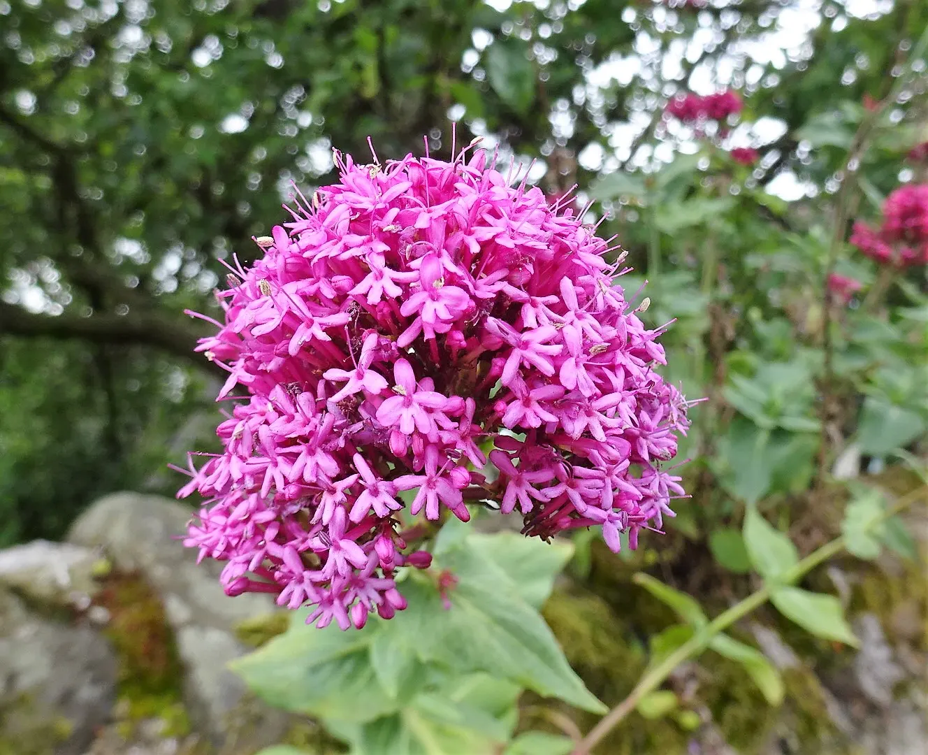 Jupiter's Beard, Red Valerian (Centranthus Ruber) — favoring full sun to part shade and adapting well to various soil types; it can tolerate, image 71