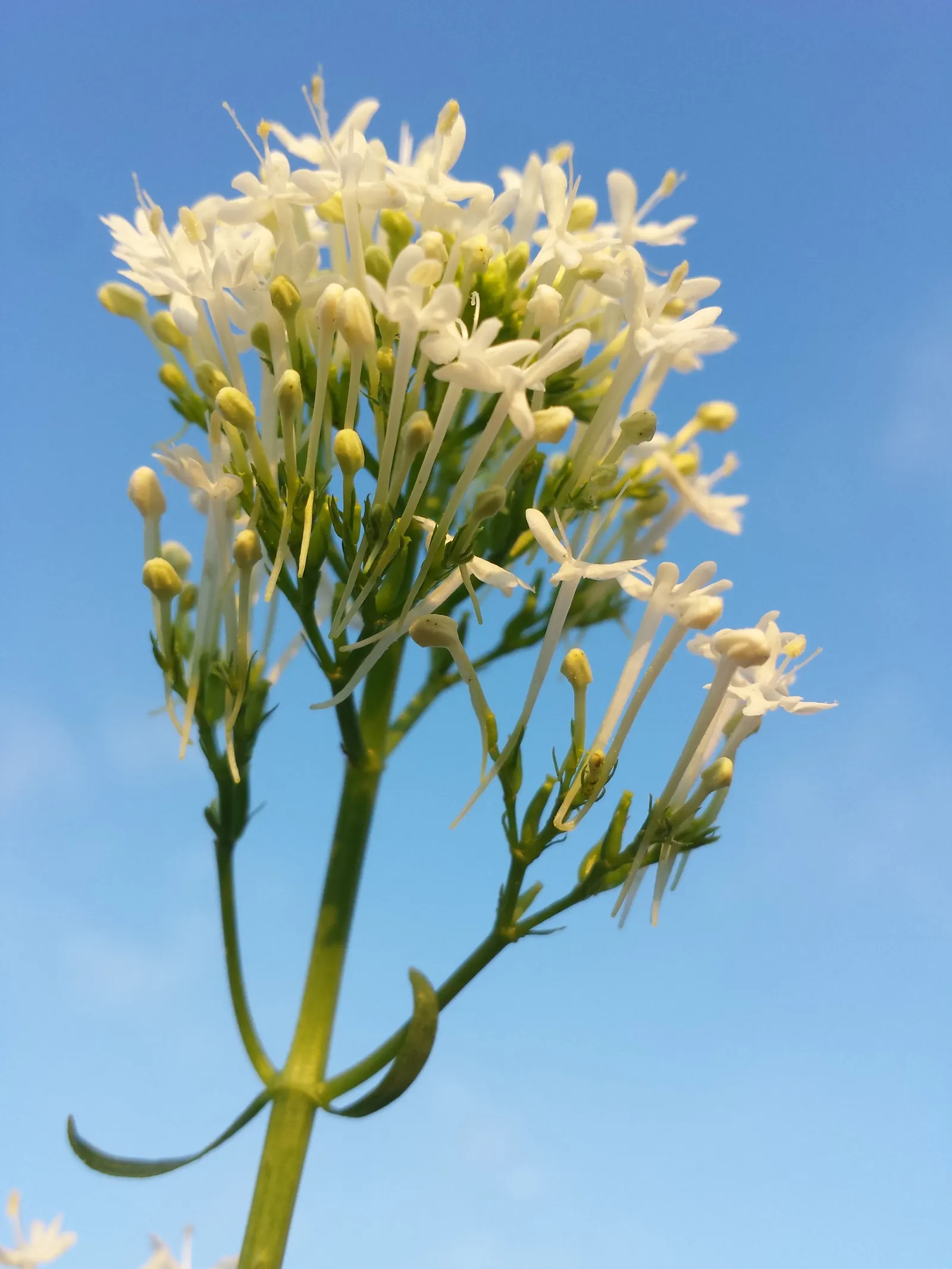Jupiter's Beard, Red Valerian (Centranthus Ruber) — ground cover / perennial for full