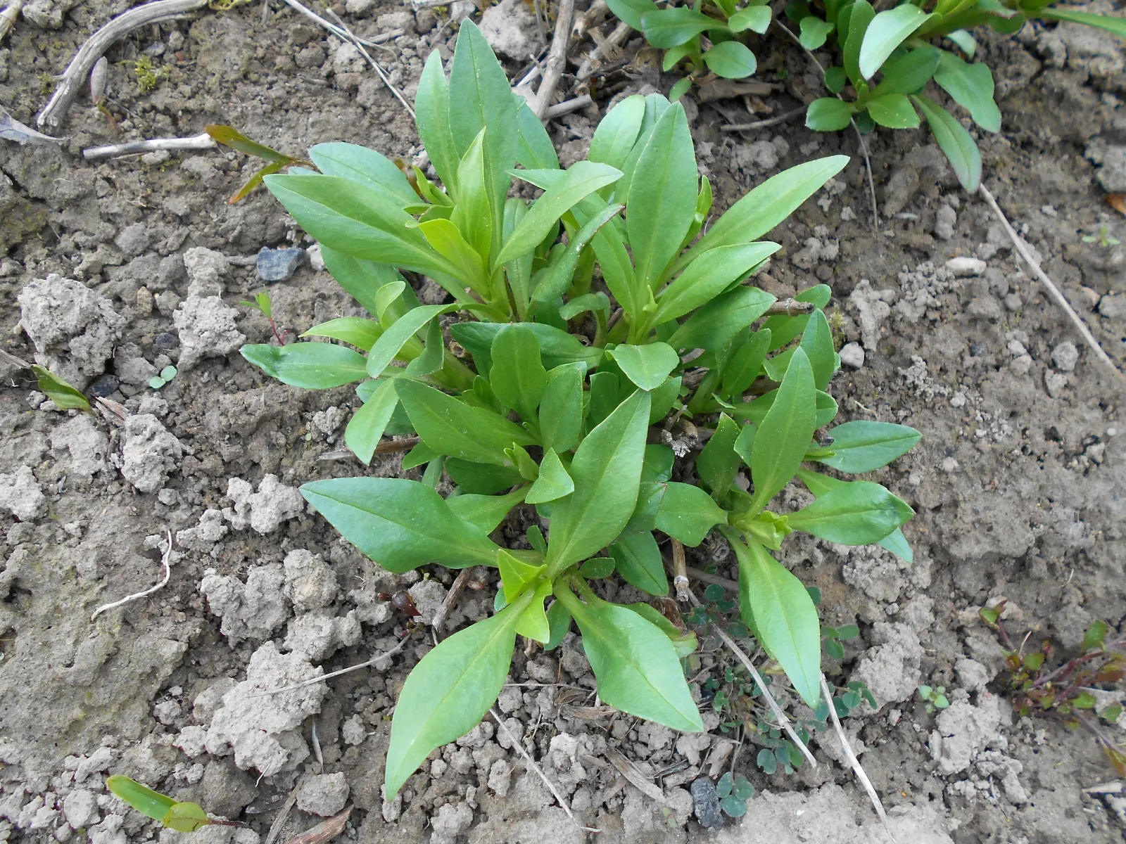 Jupiter's Beard, Red Valerian (Centranthus Ruber) — favoring full sun to part shade and adapting well to various soil types; it can tolerate drought and is