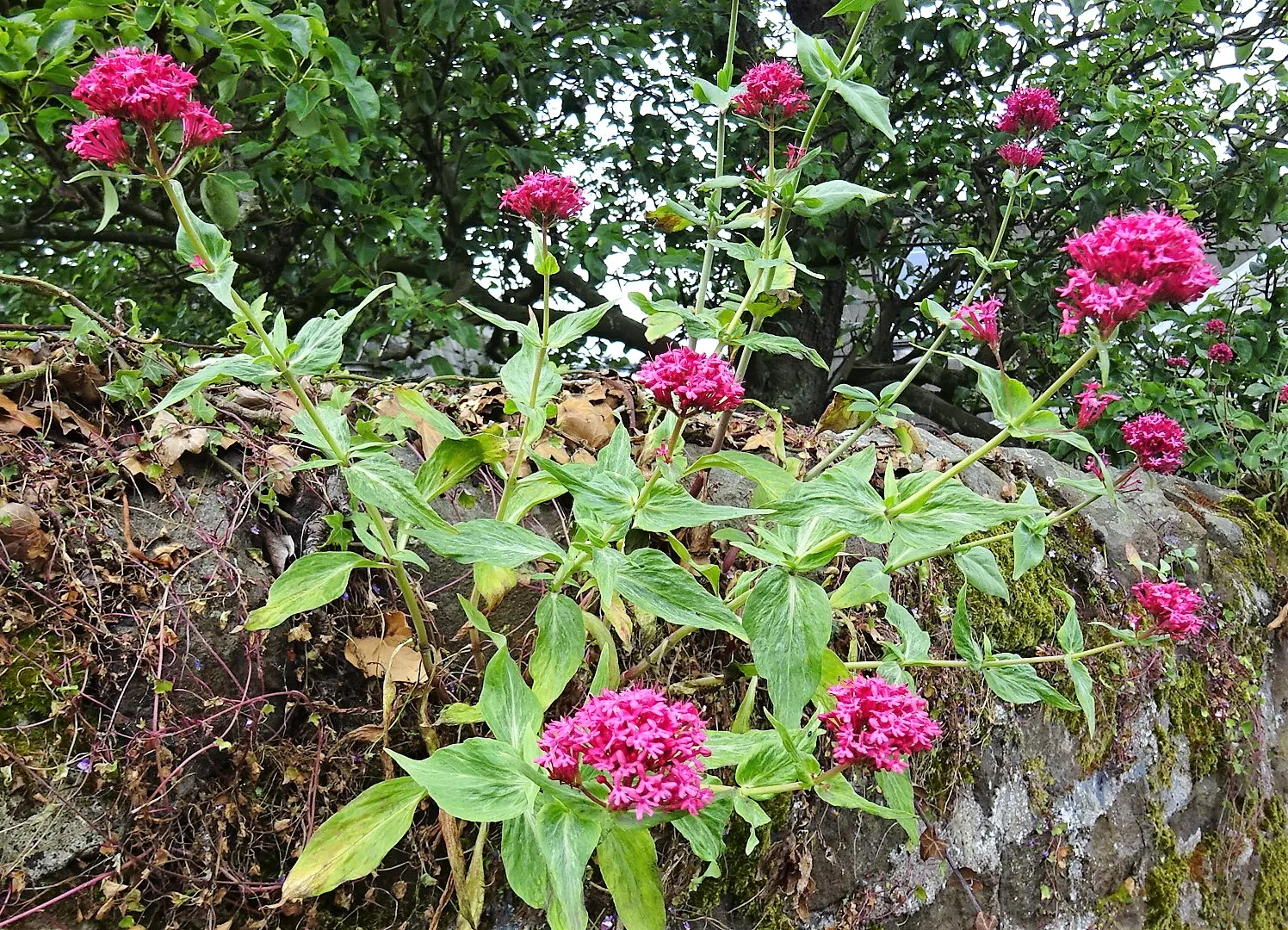 Jupiter's Beard, Red Valerian (Centranthus Ruber) — Centranthus ruber is both a butterfly attractant and a low-maintenance choice for gardeners, image 73