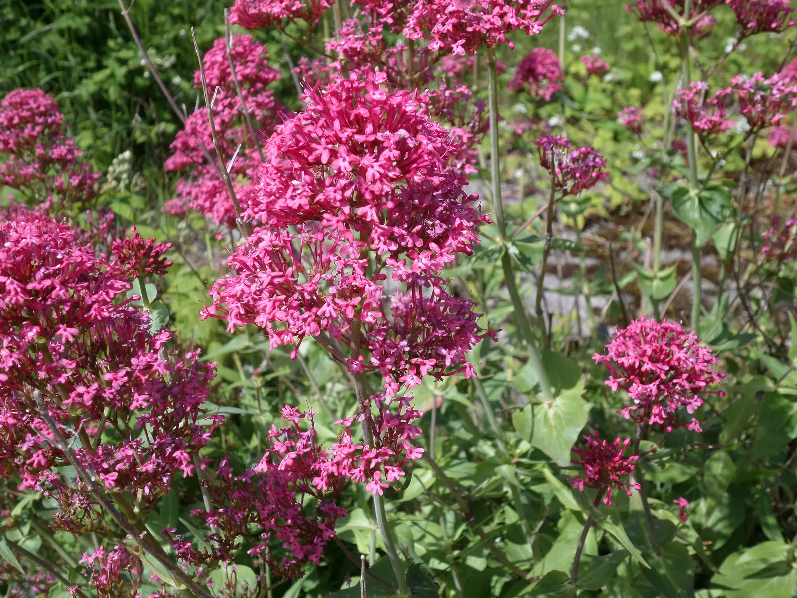 Jupiter's Beard, Red Valerian (Centranthus Ruber) — offering a blue-green contrast to its fiery flowers; red Valerian is an excellent selection for, image 68