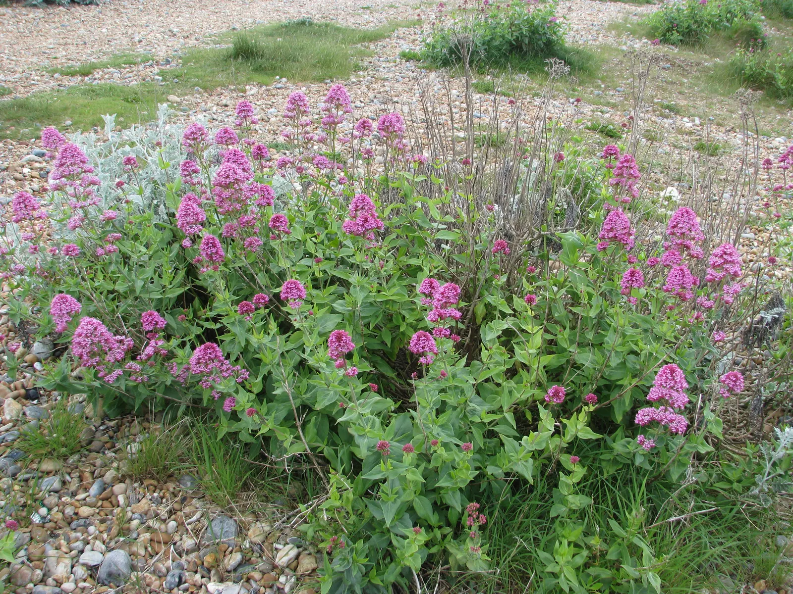 Jupiter's Beard, Red Valerian (Centranthus Ruber) — ground cover / perennial for full; red Valerian is an excellent selection for adding long-lasting color and