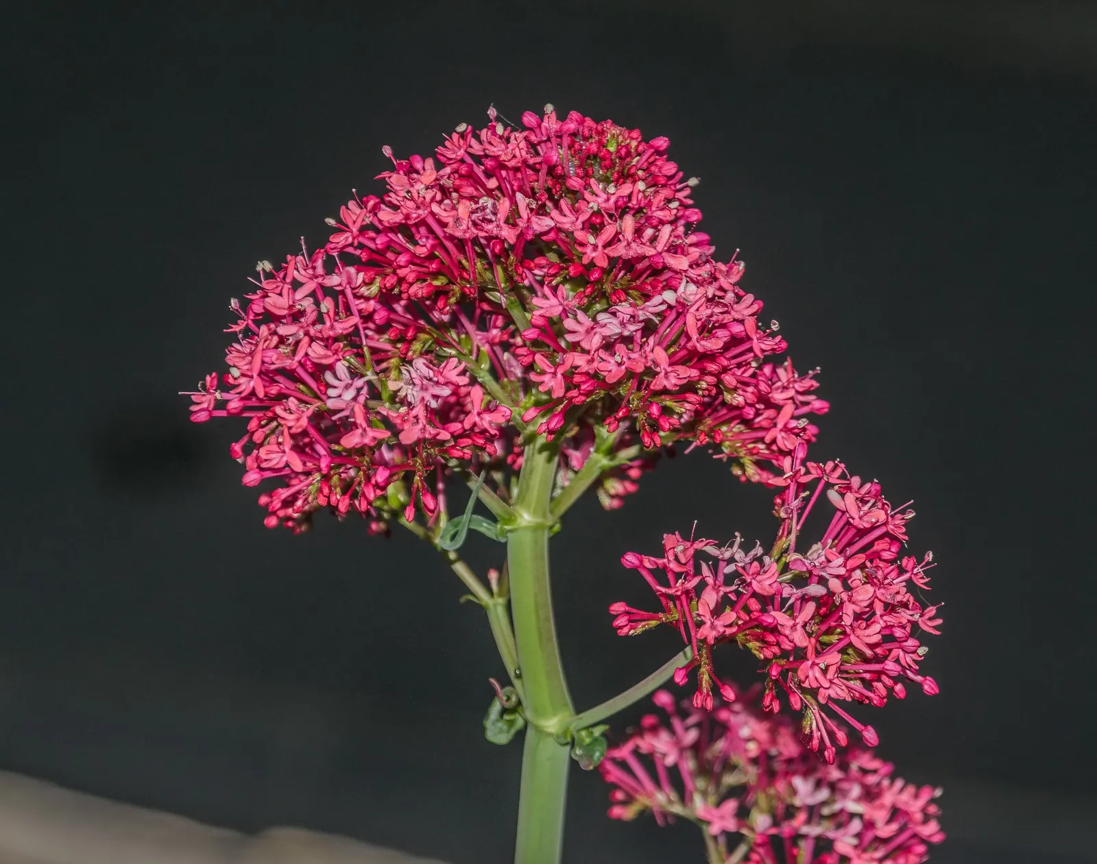 Jupiter's Beard, Red Valerian (Centranthus Ruber) — It thrives in USDA zones 5-9, reaching heights of 2-3 feet with a similar spread; it can tolerate drought