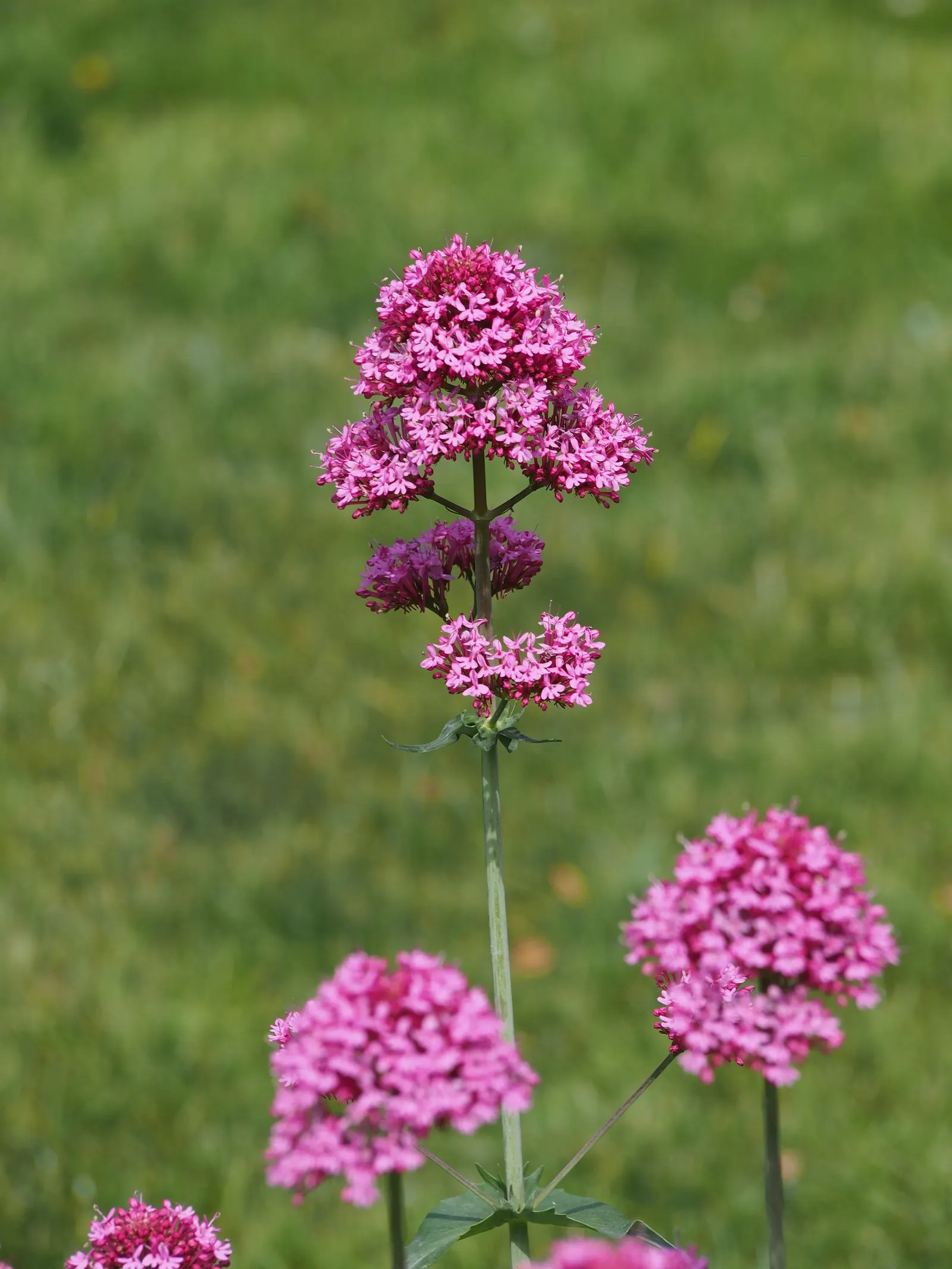 Jupiter's Beard, Red Valerian (Centranthus Ruber) — When designing a landscape; it can tolerate drought and is reasonably resistant to deer and rabbits